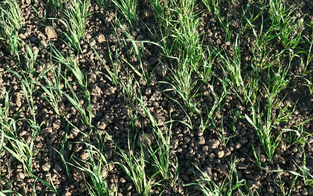 The Arcadia harrows will rake the soil, disturbing weed seedlings, and crumbling the surface crust