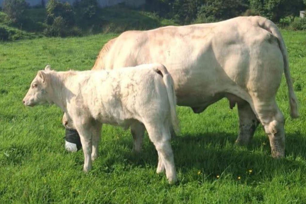 This cow and calf sold for €8,700 at Drumshanbo Mart