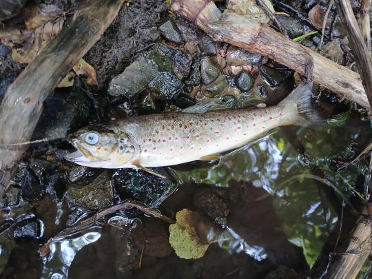 Affected fish at the scene of the incident in Co Cork Source: IFI