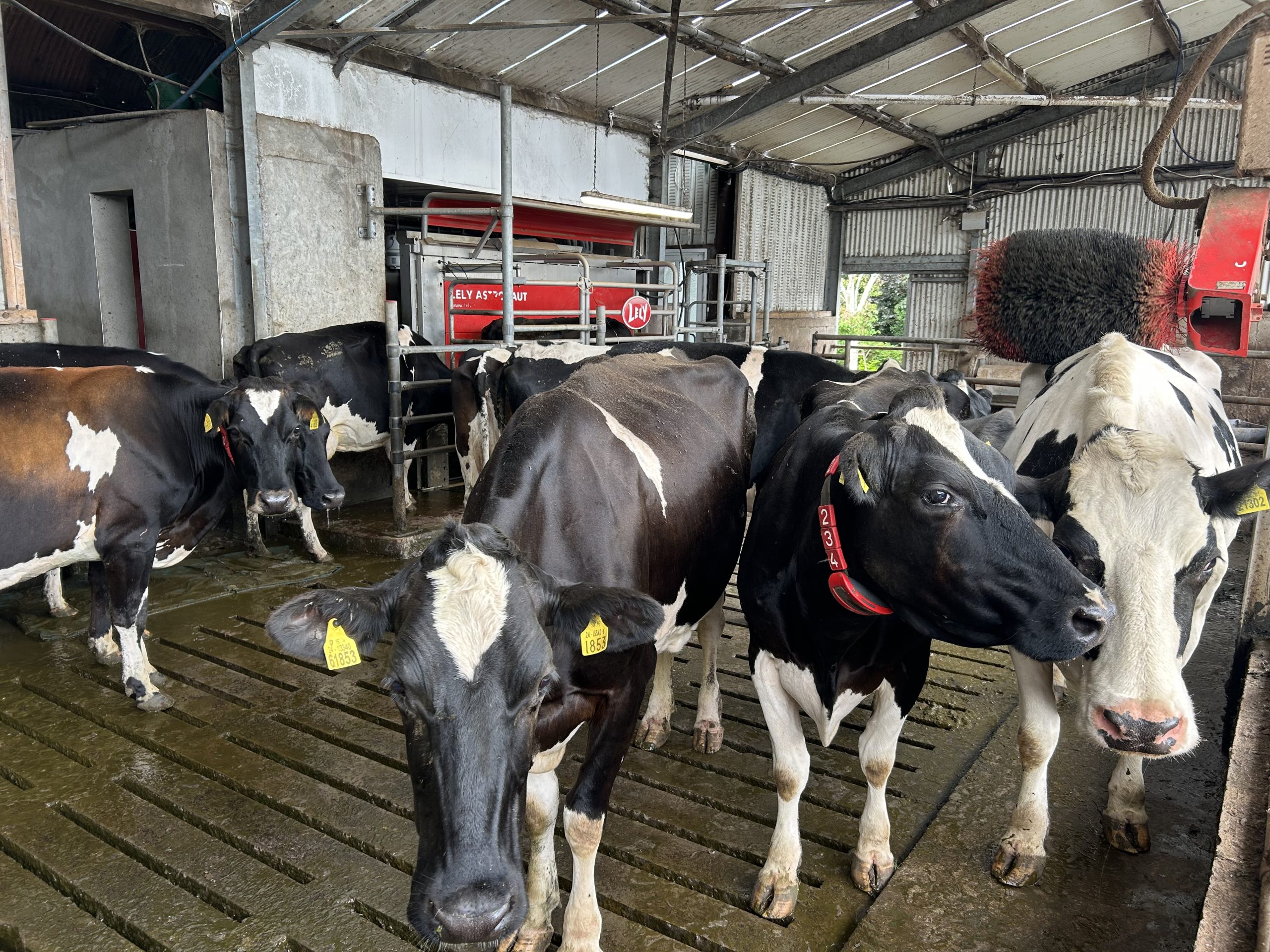 Mike's cows coming in and out of the robot for milking