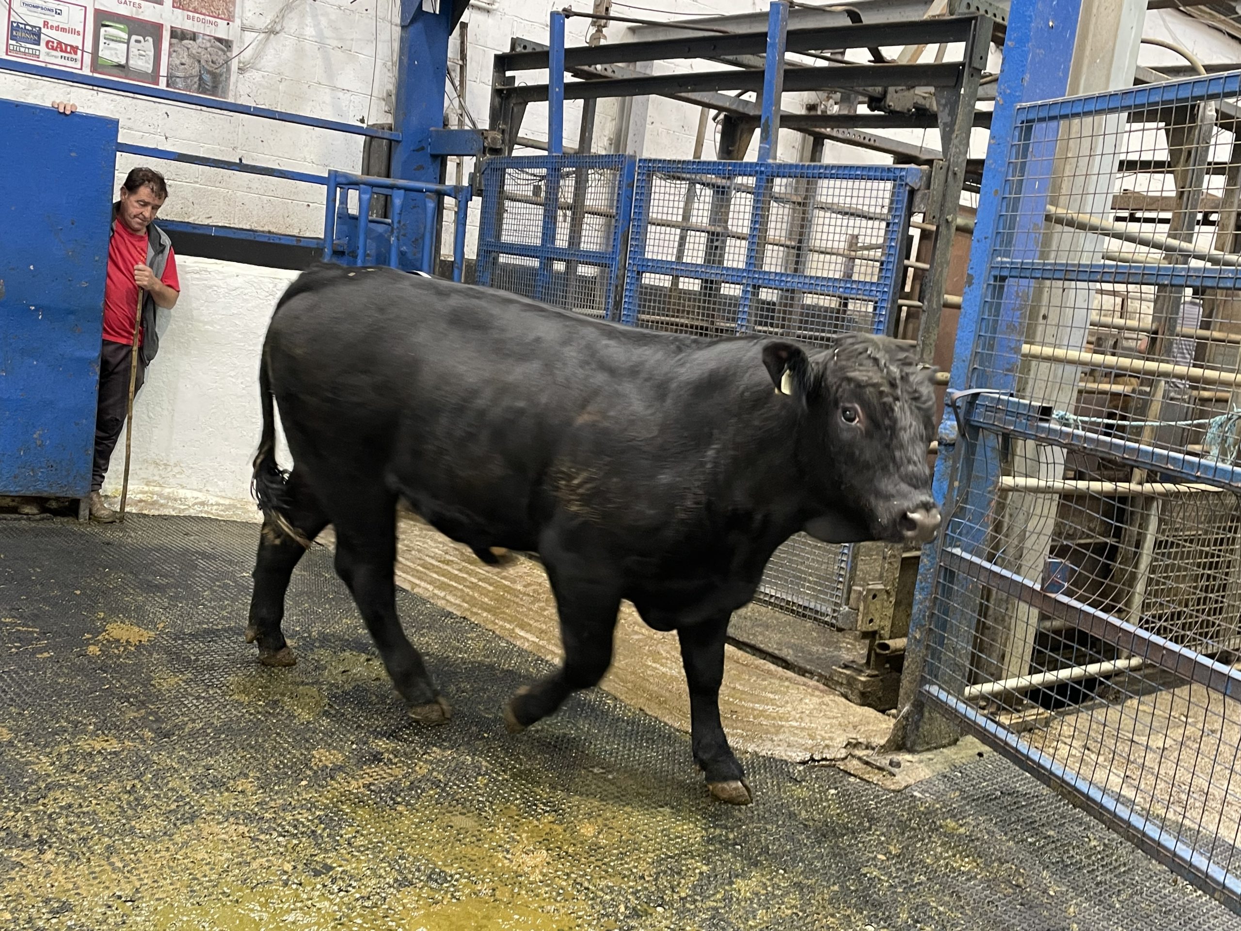 This 565kg Limousin bull sold for €2,740