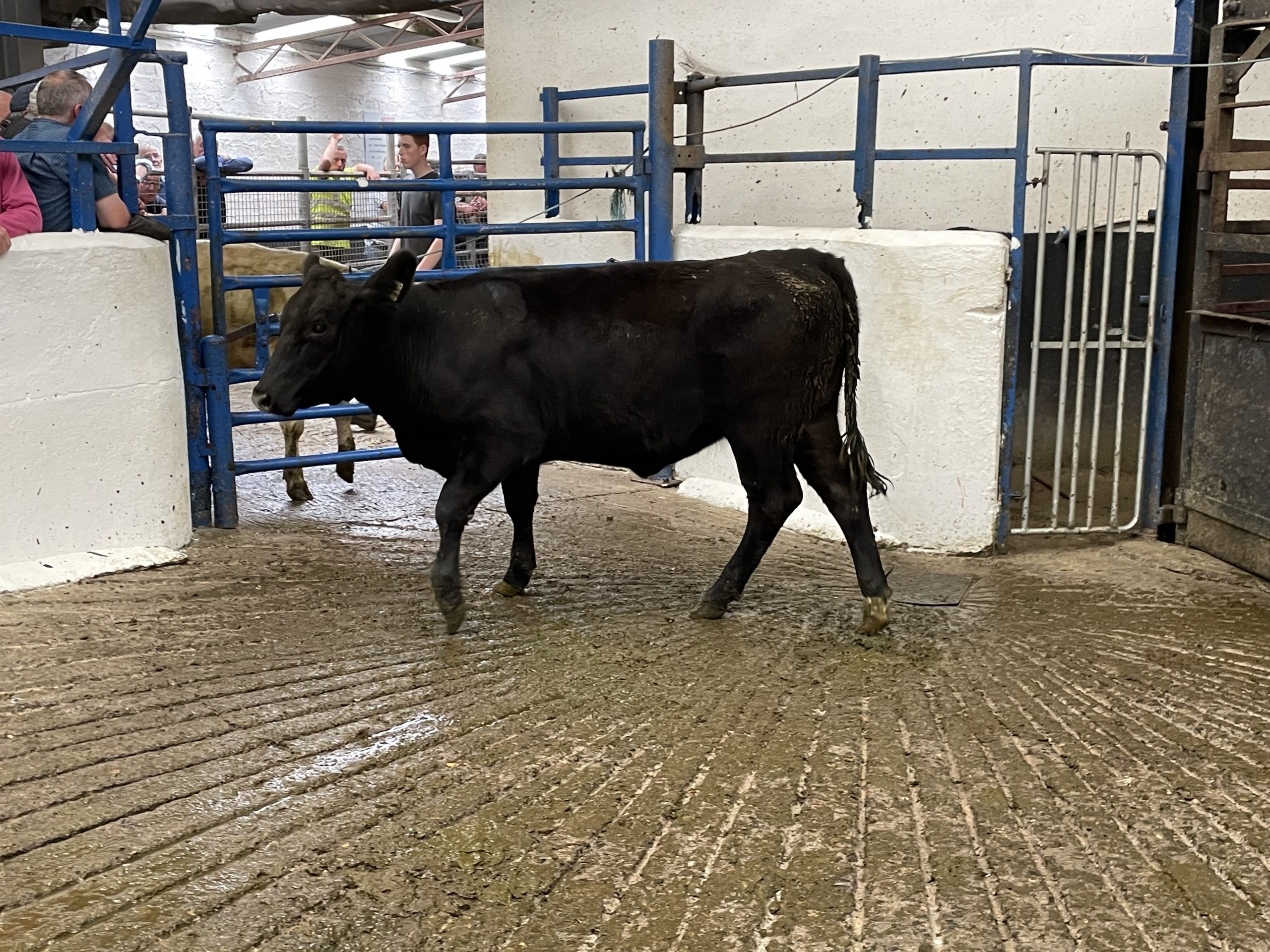 This 330kg Angus heifer sold for €1,700