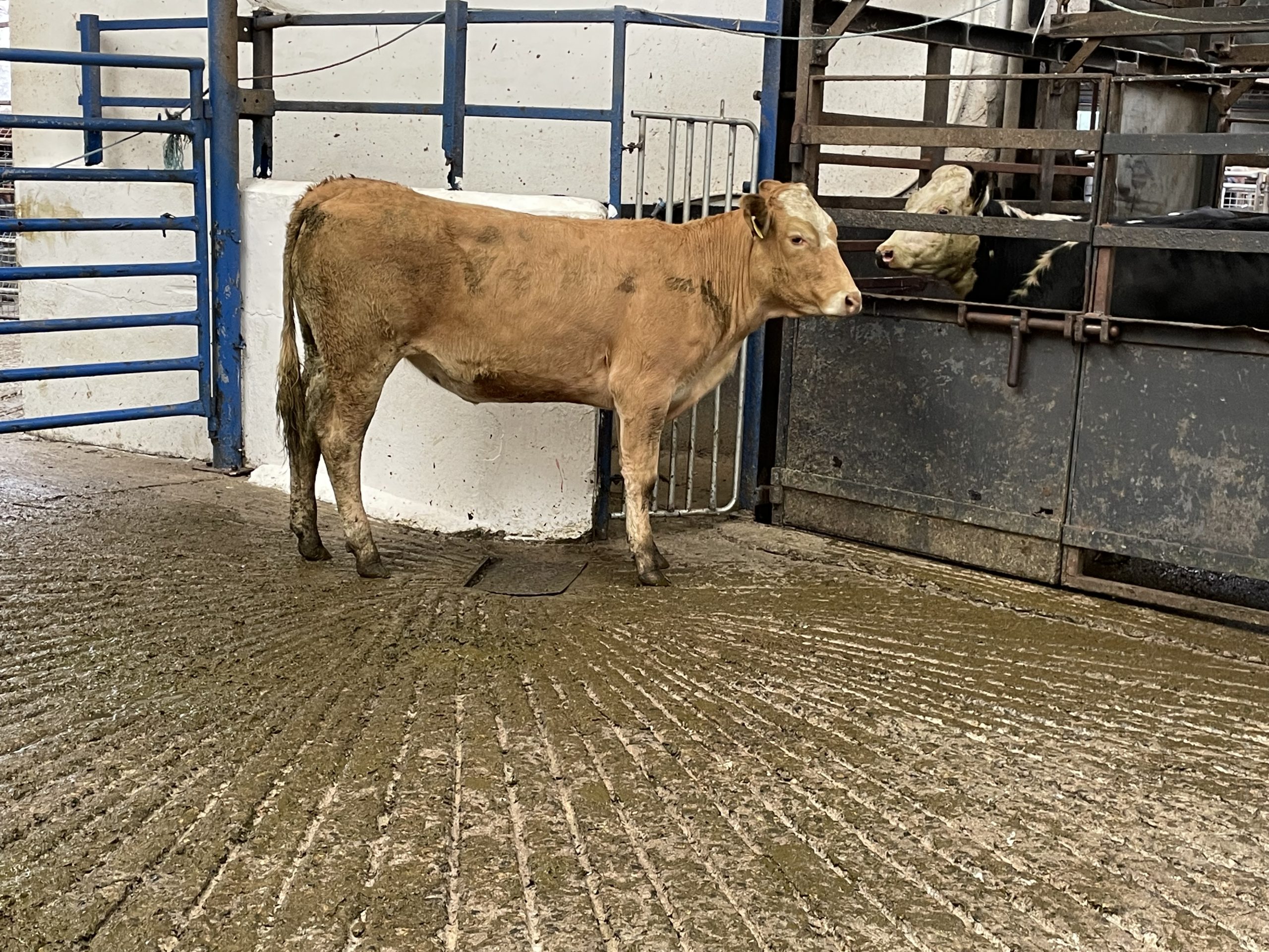 This 320kg Limousin-cross heifer sold for €1,490