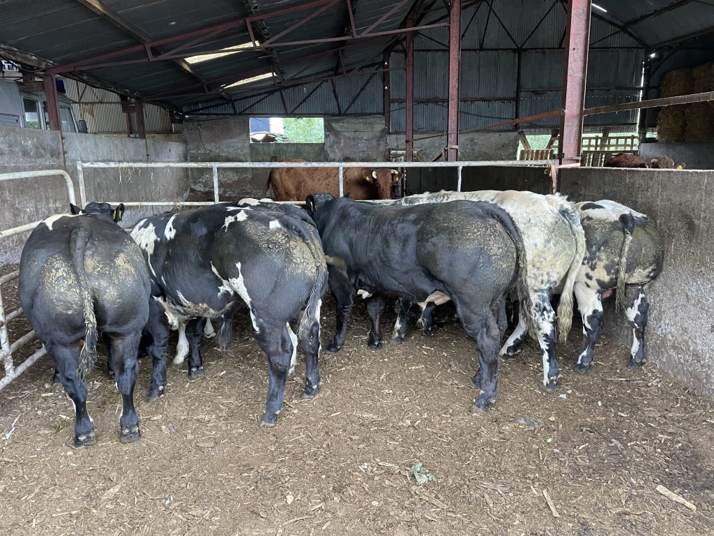 A sample of the autumn-2024-born calves on the farm