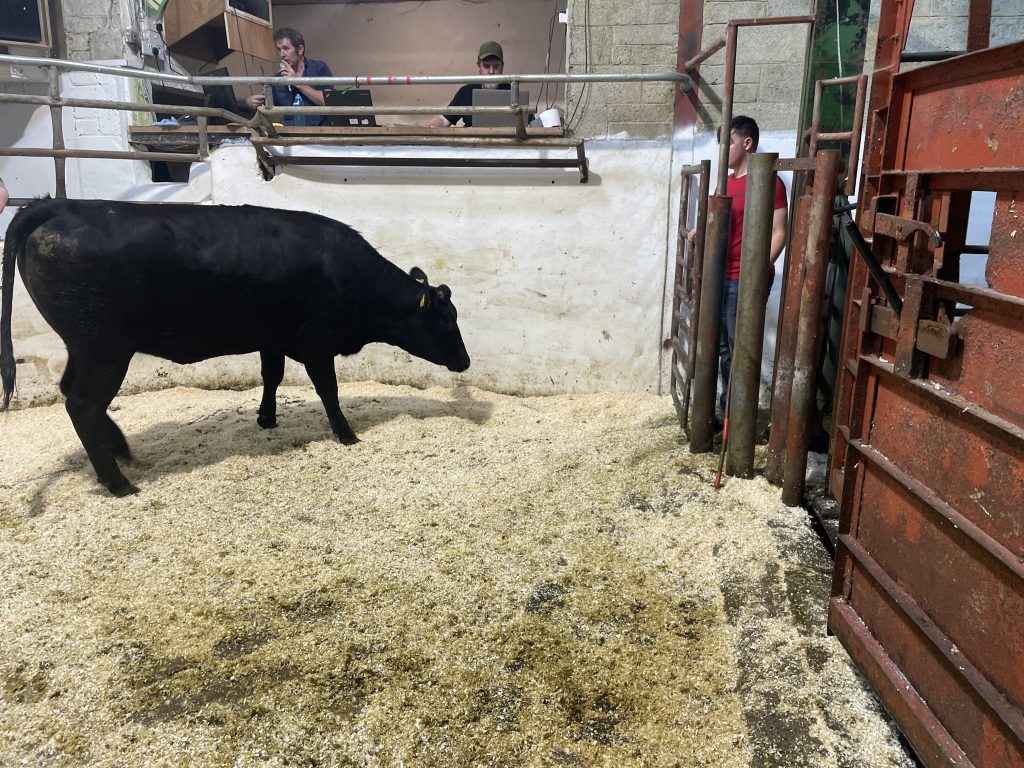 This 540kg Limousin heifer sold for €2,450