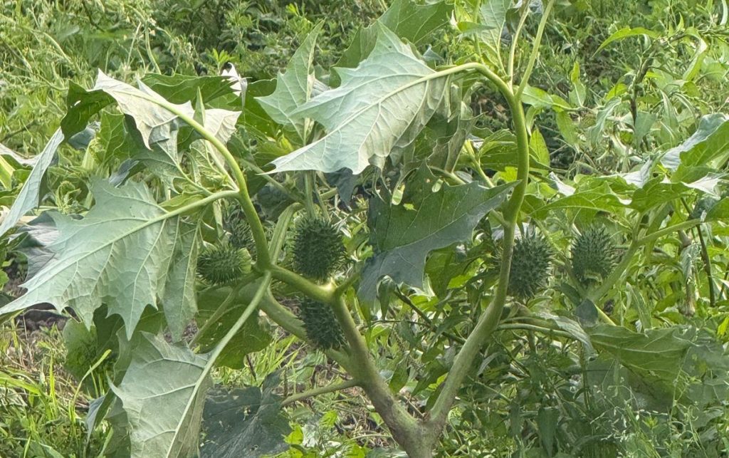 Jimson weed or thorn-apple, spotted in a field in Co. Kerry.