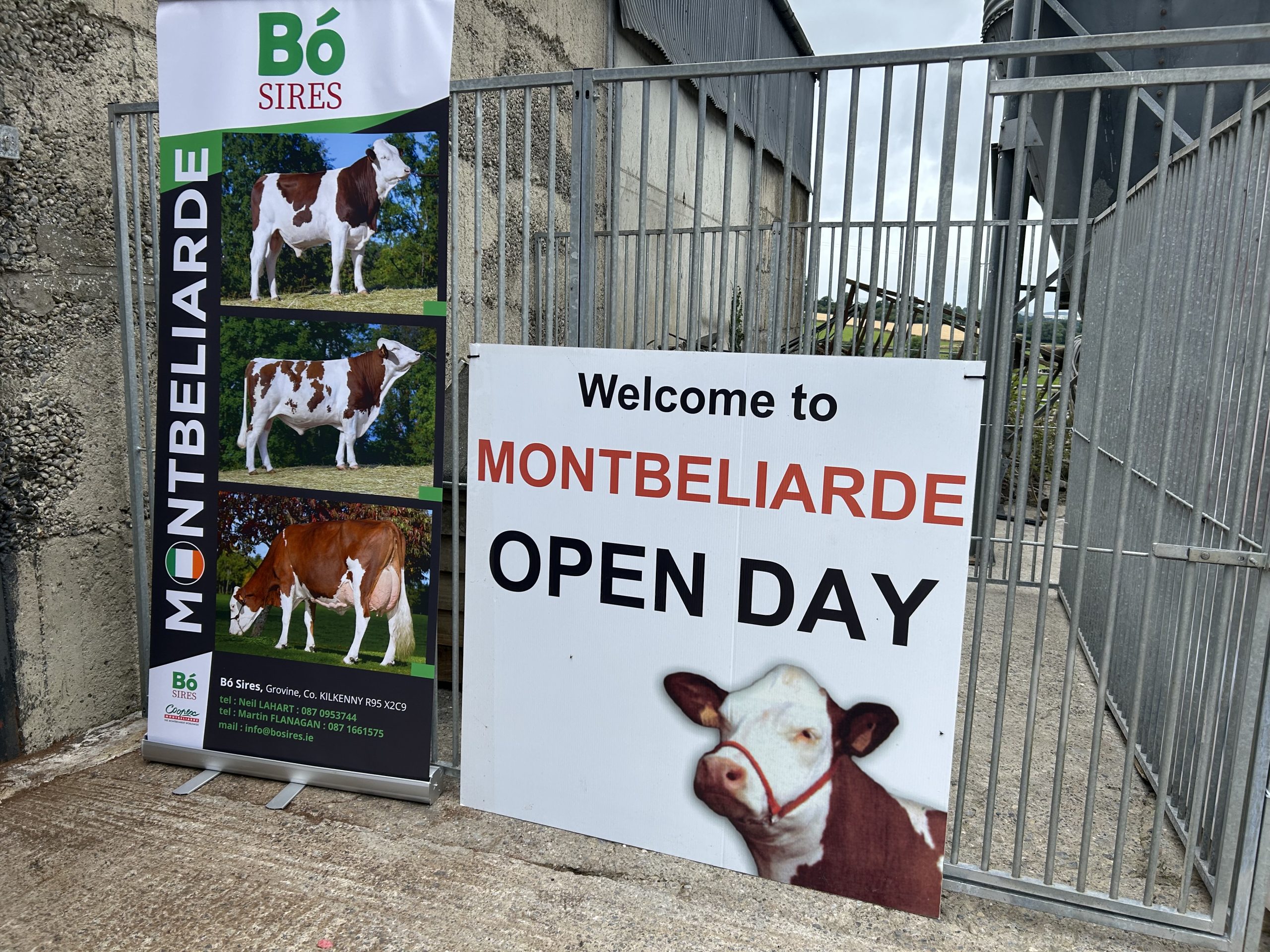 The Montbeliarde Cattle Society's open day