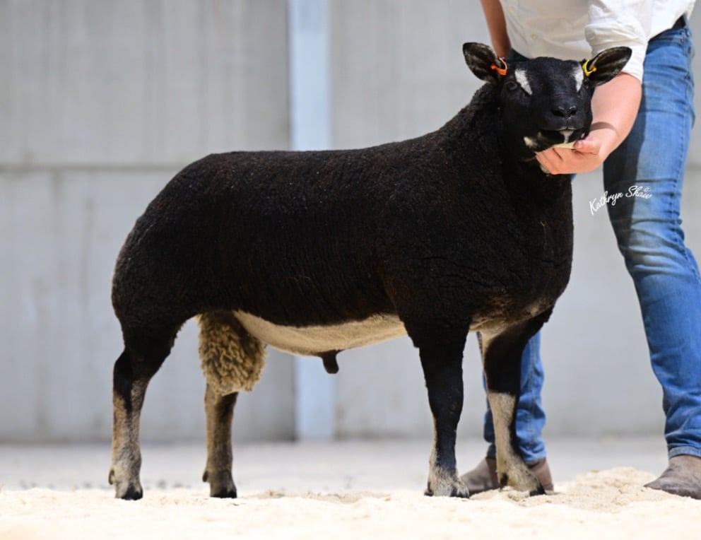 Champion and top price at 6,500gns, Knockmult Got It All