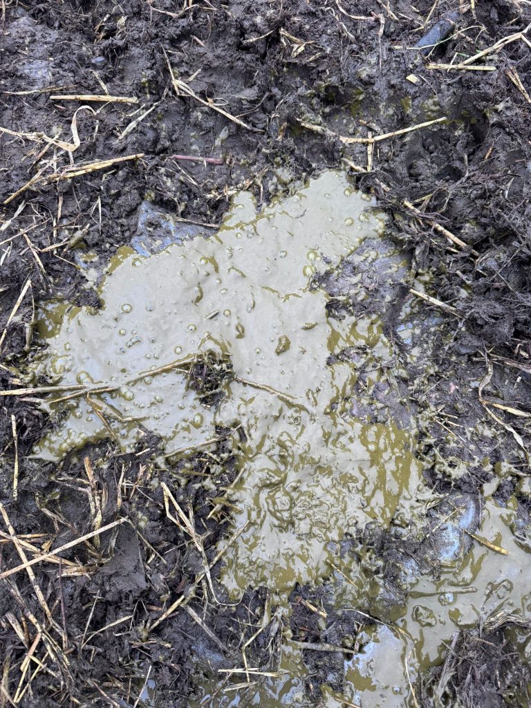 Summer scour can cause a significant setback in dairy-beef calves