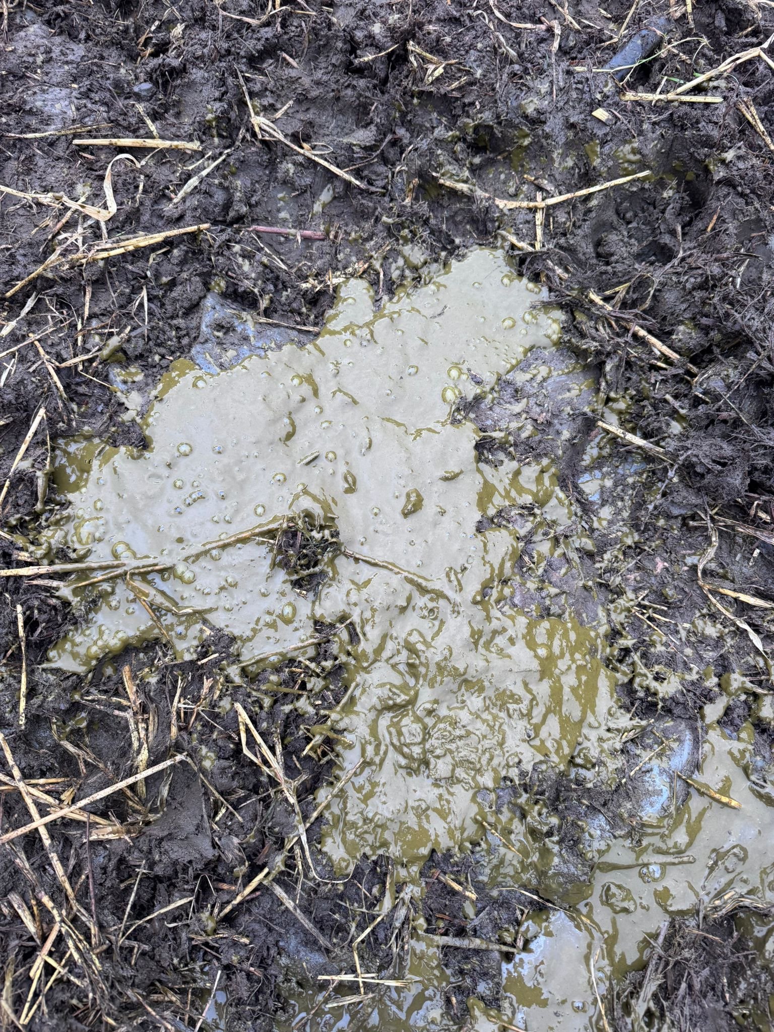 Summer scour can cause a significant setback in dairy-beef calves
