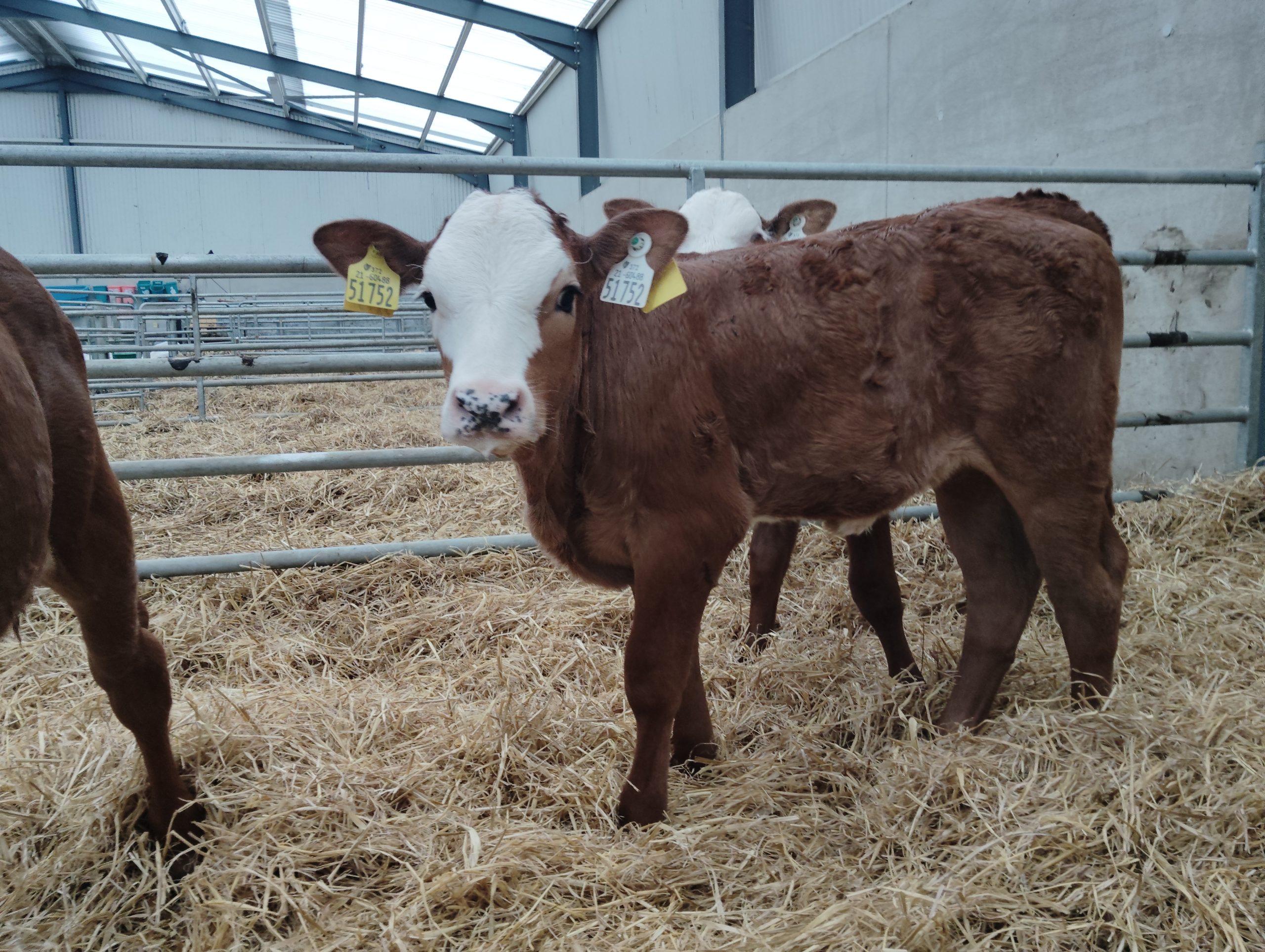 2025 season calf. Source: Clifford Deacon