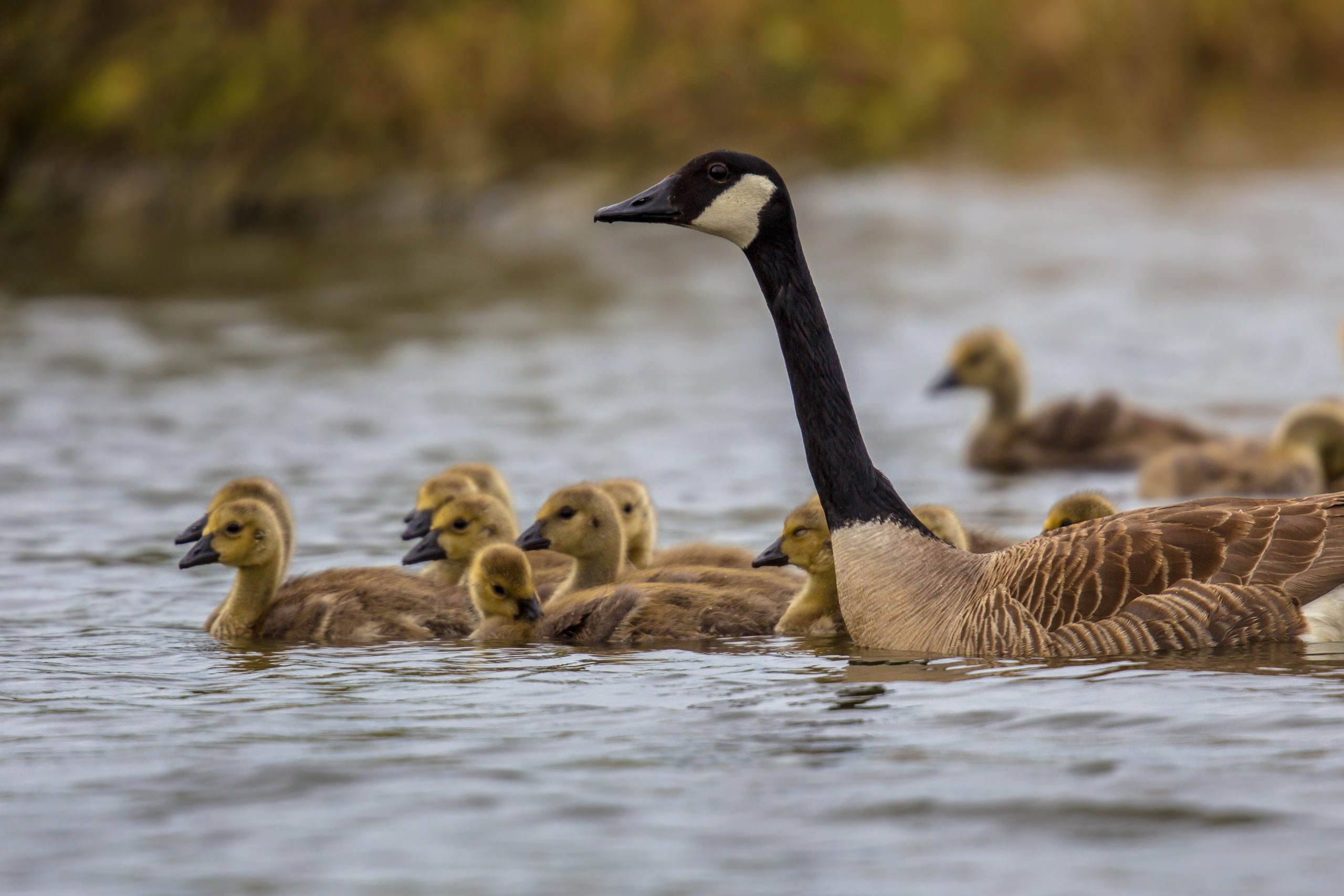 Canada goose