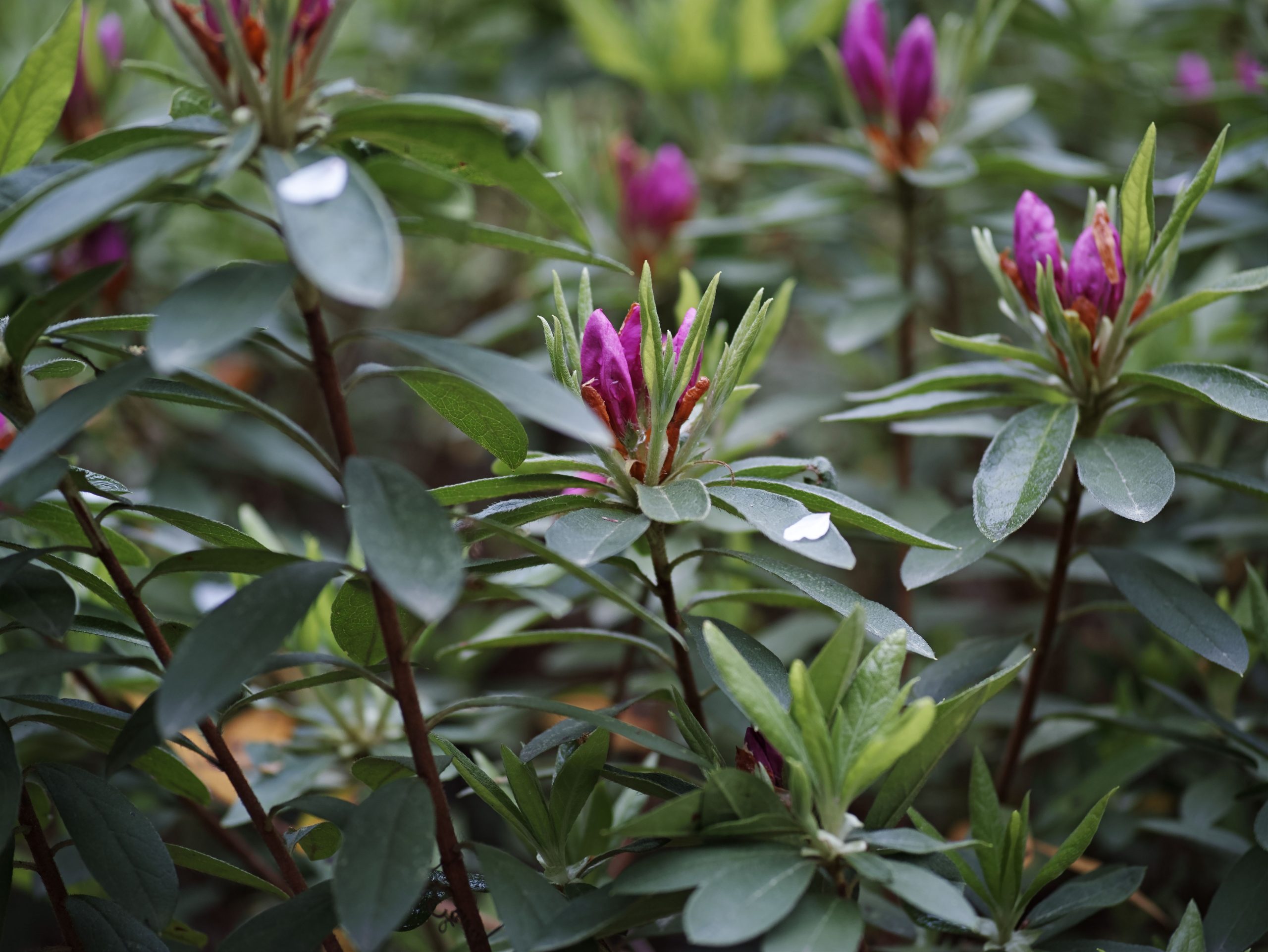 Rhododendron ponticum