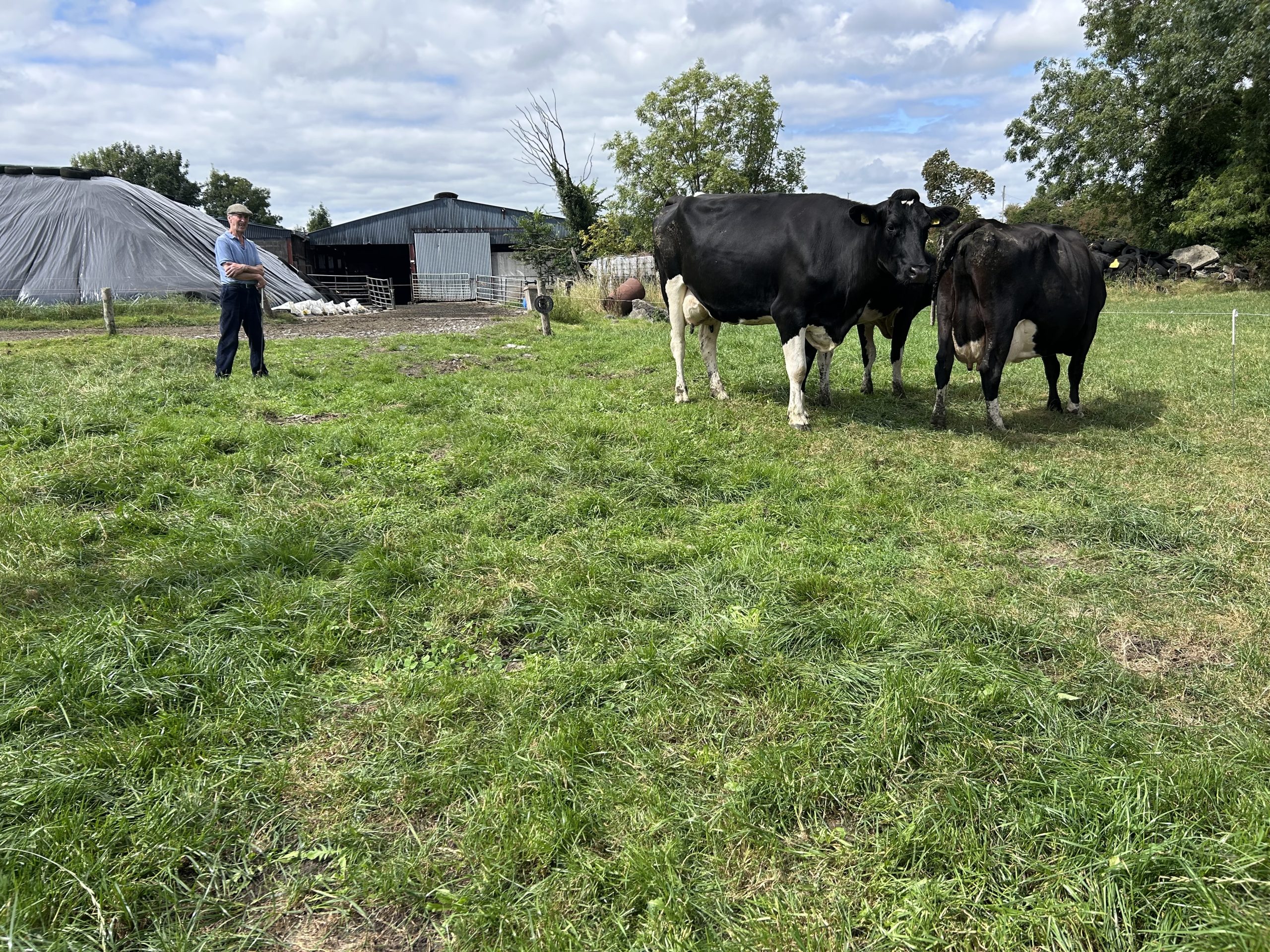 A number of cows were highlighted on the day for having strong dairy traits, capacity, and udders