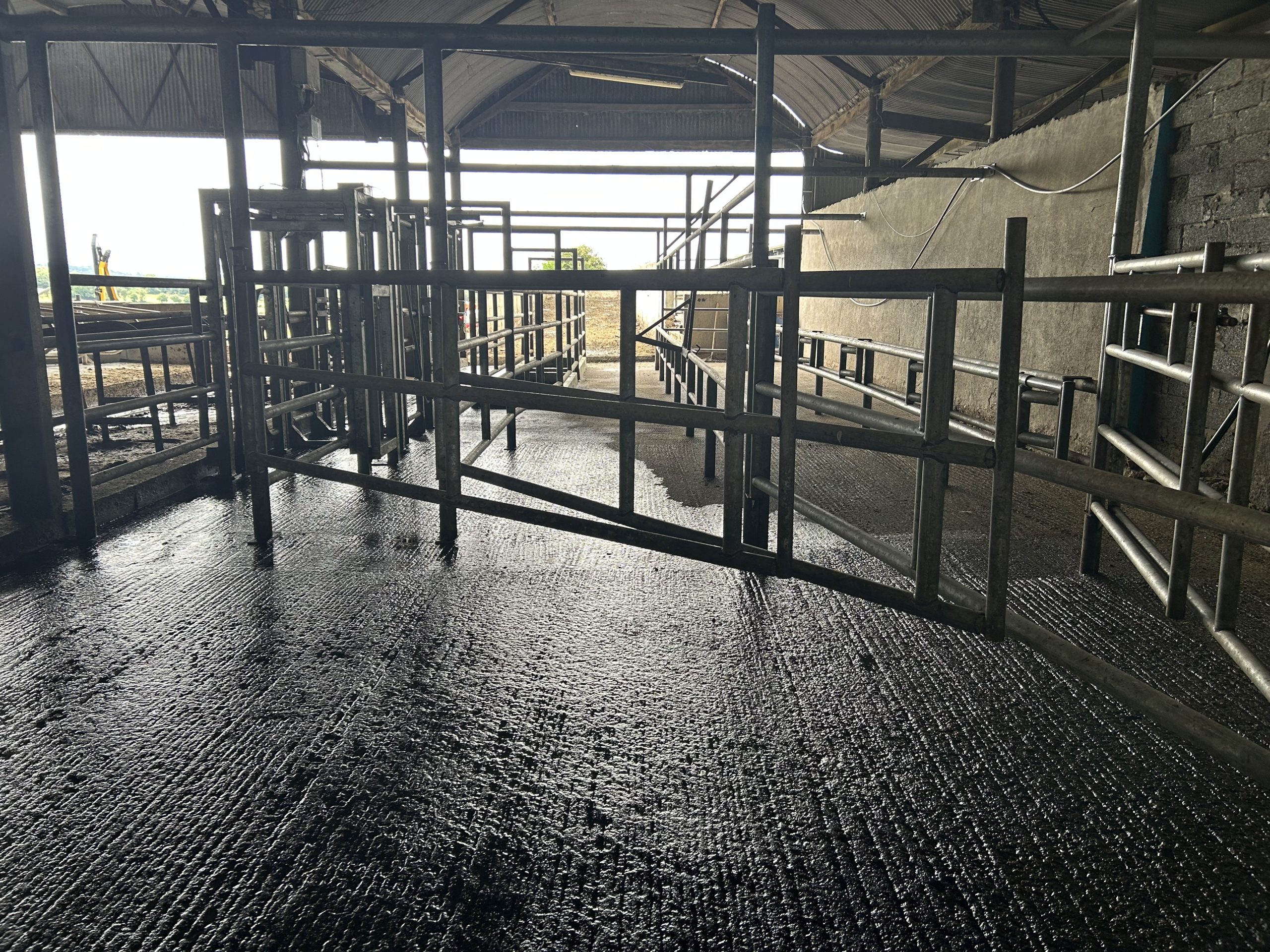 The drafting system on the farm, which are hooked up to Datamars' collars