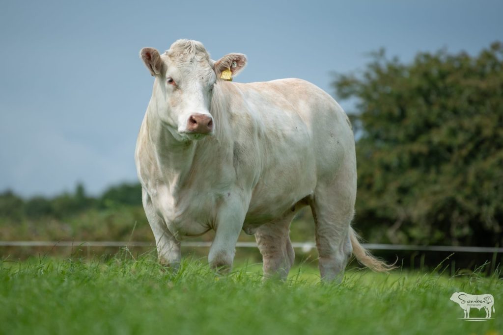 Bostonia Tina ET, sired by Major and a granddaughter of Liscally Blossom