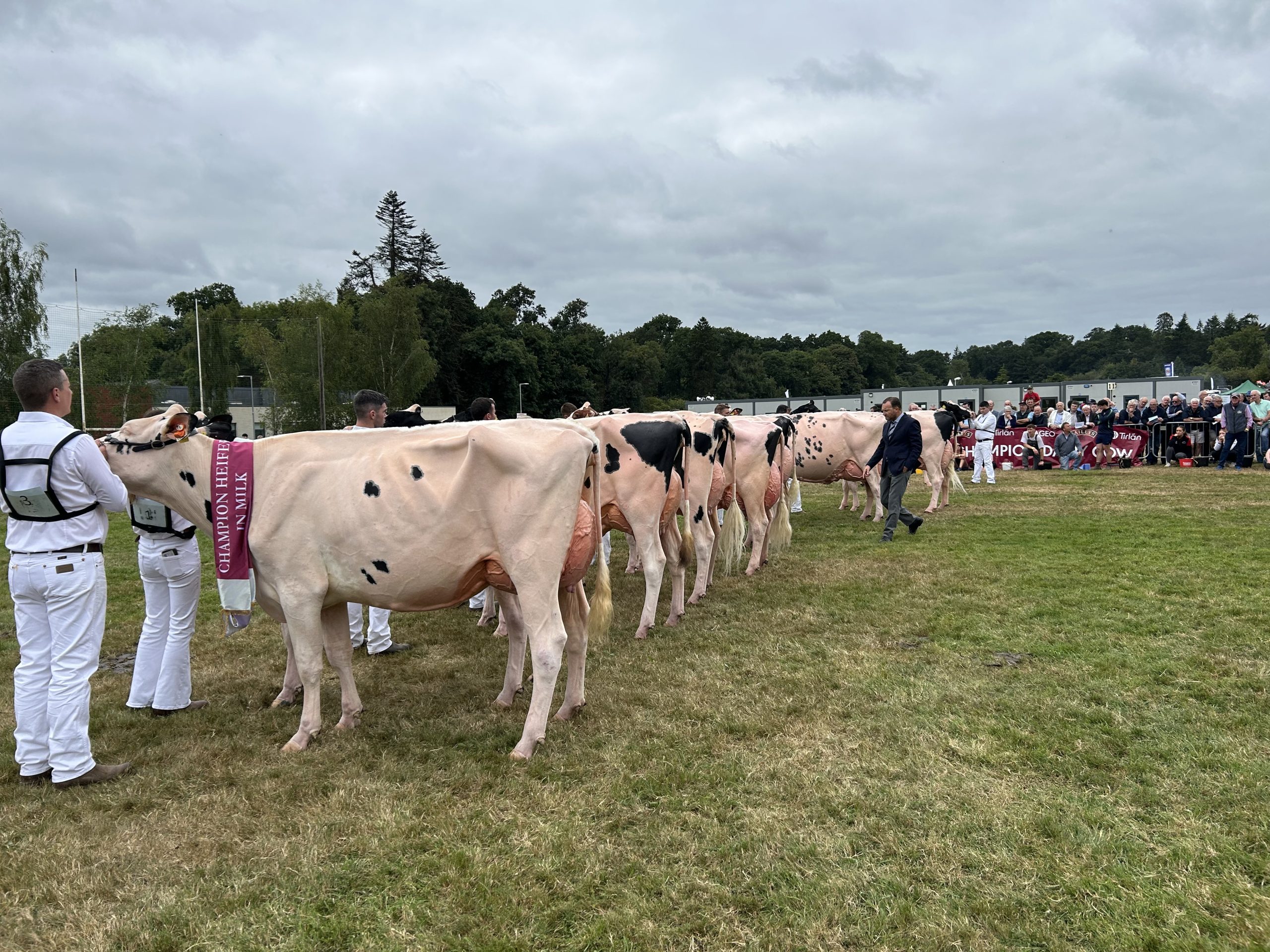 The judge  Giuseppe Beltramino analysing his final pick of 10 cows
