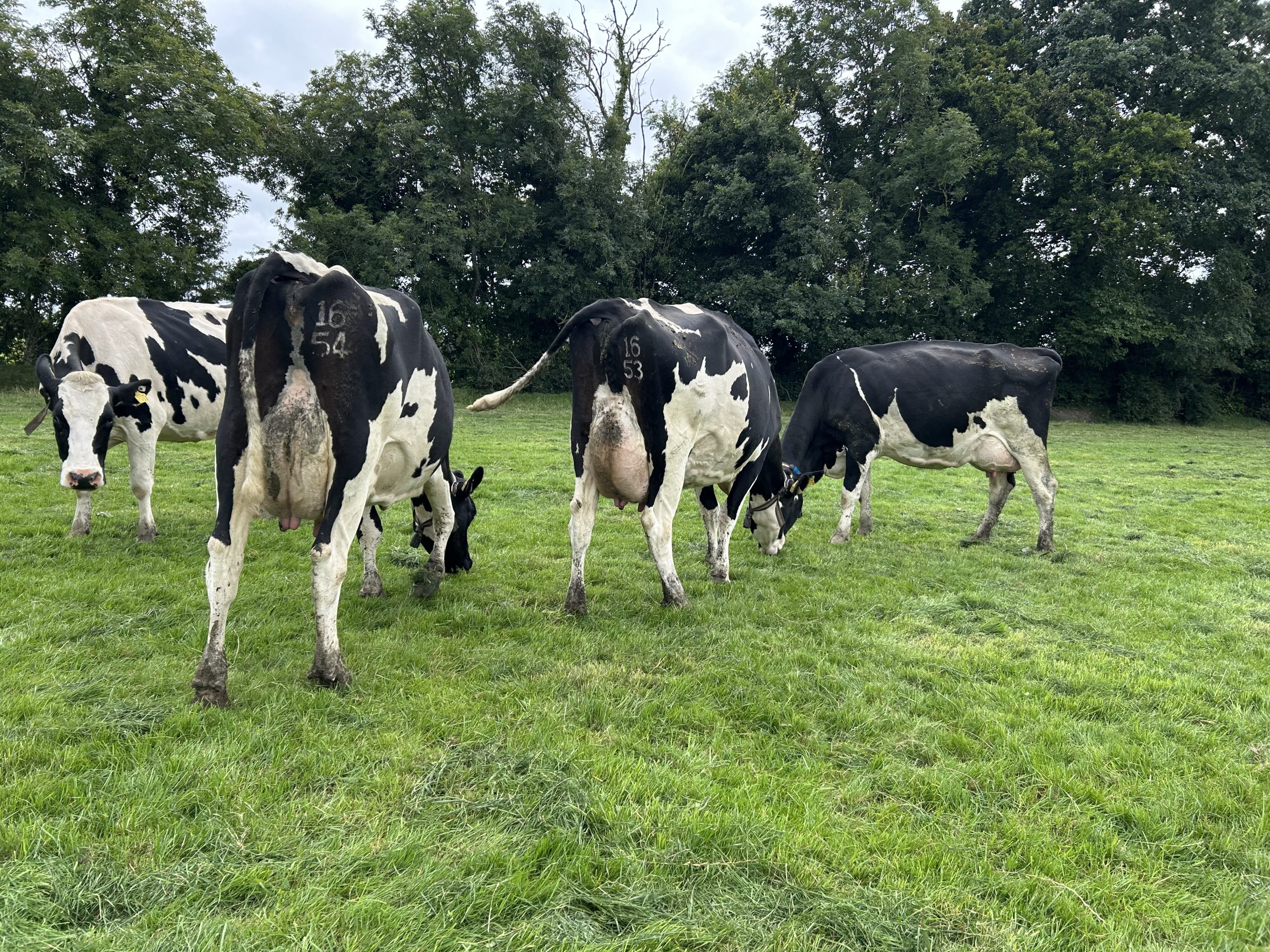 Fine, well-balanced cows with great udders grazing a pre-mowed paddock