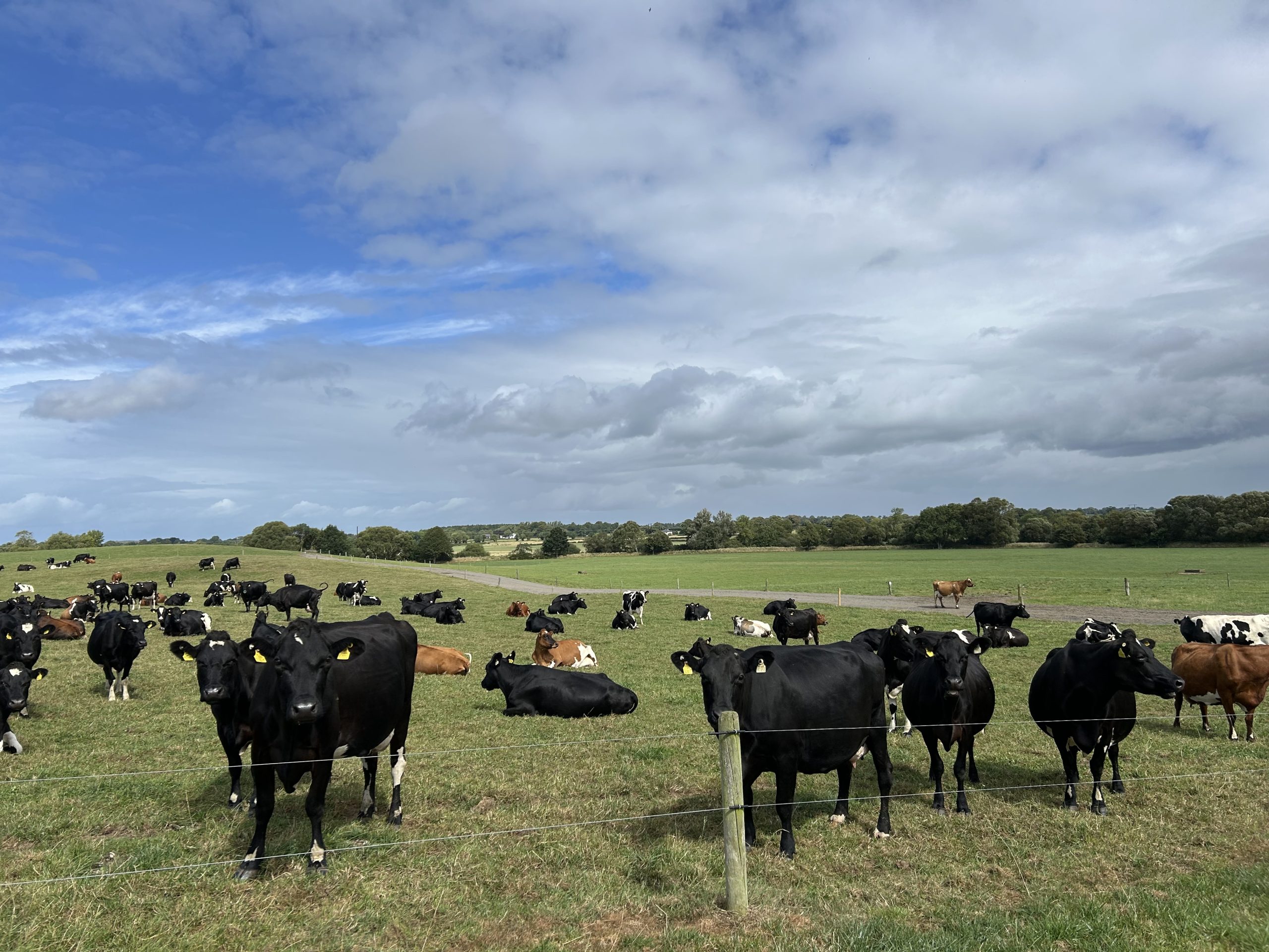 The herd of cows on the Kennedys' farm