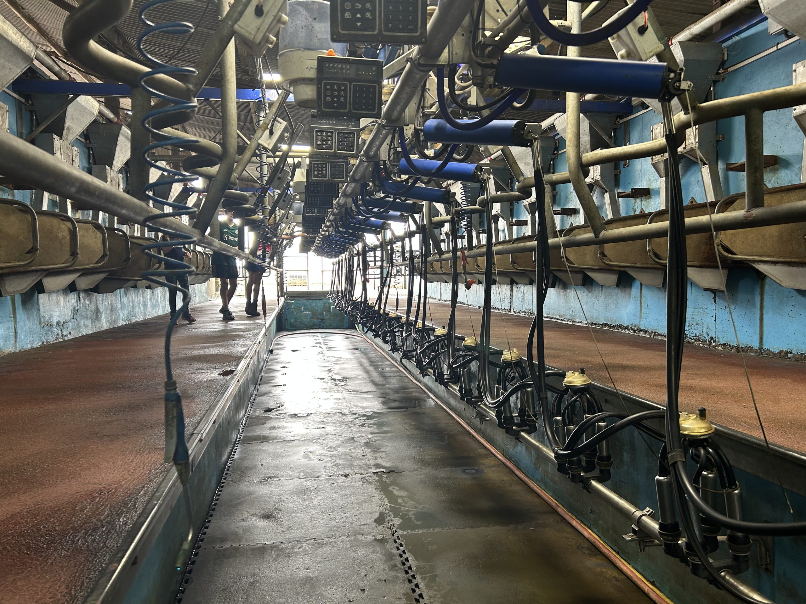 The 22-unit DeLeval parlour on the farm