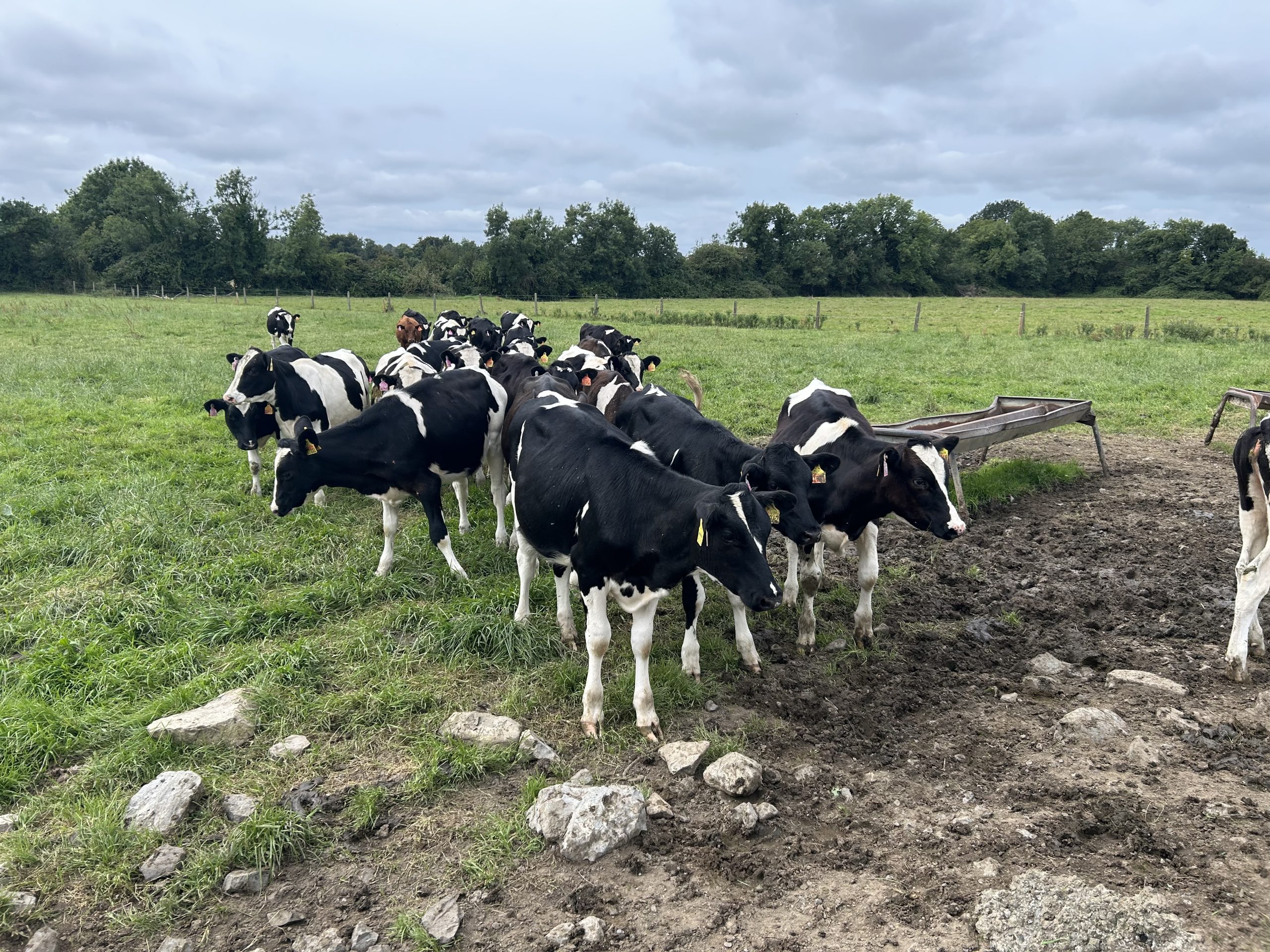 The replacement heifer calves on Healy's farm