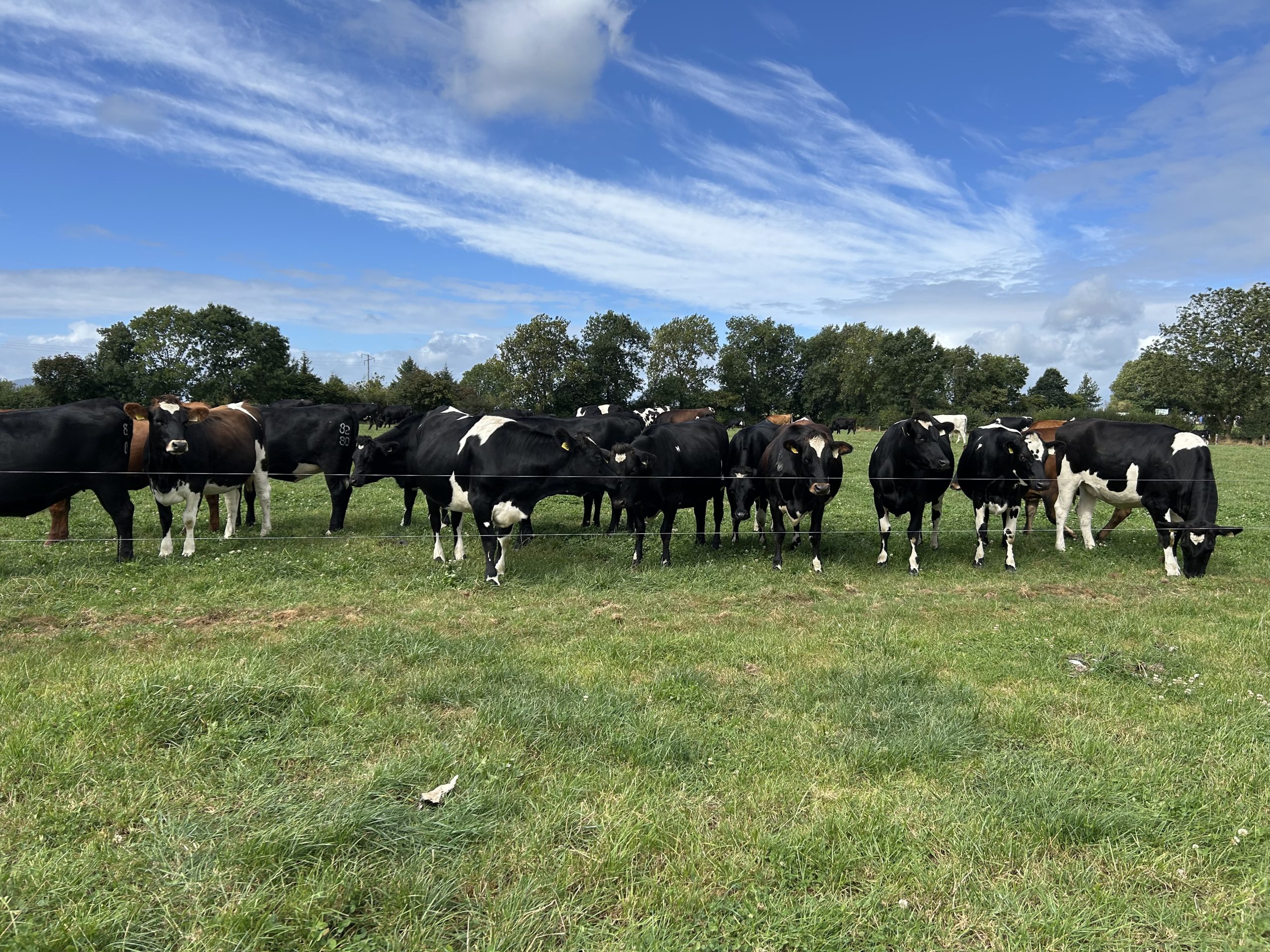 The replacement heifers on the farm