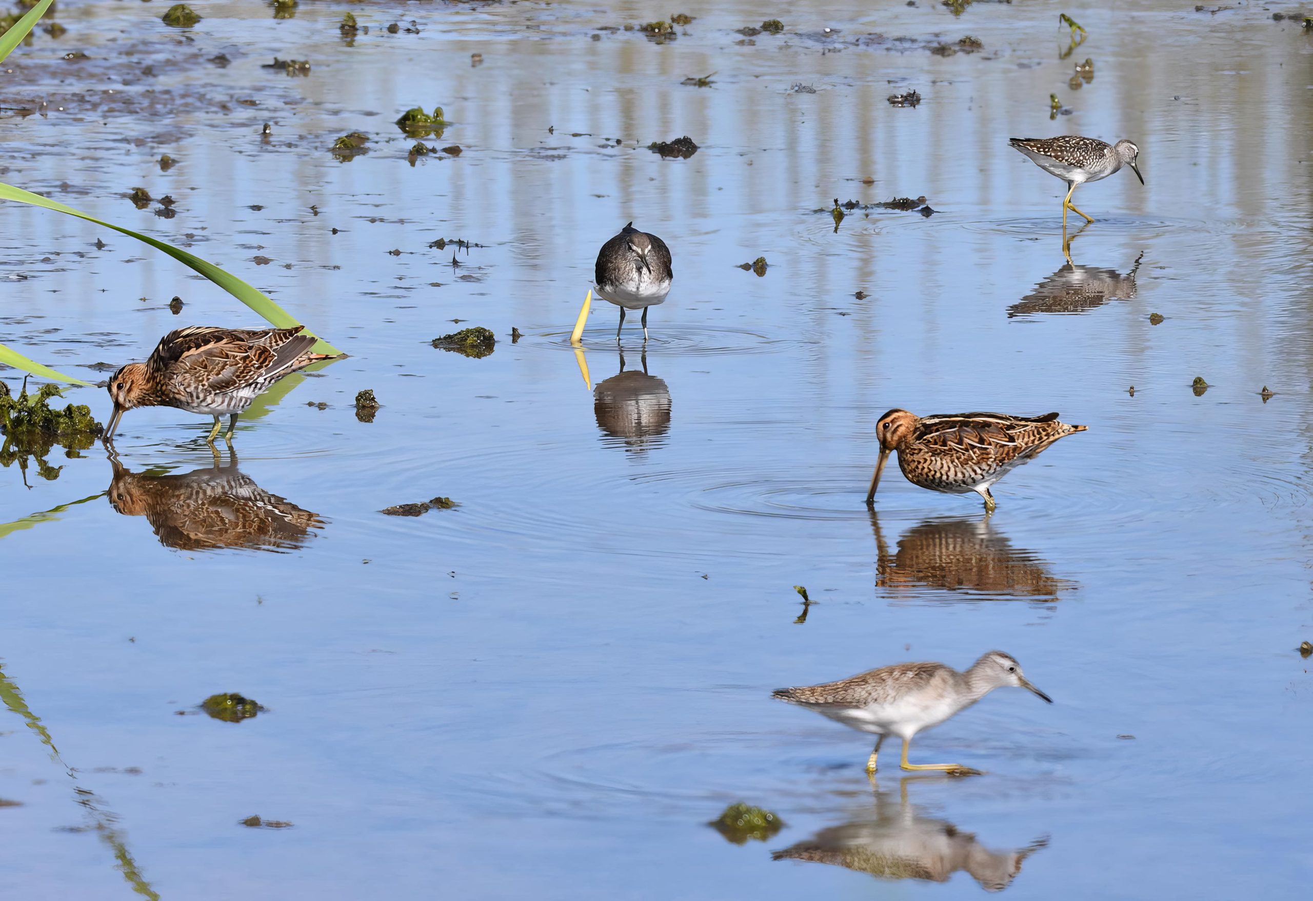 Mixed wader species at White's Marsh