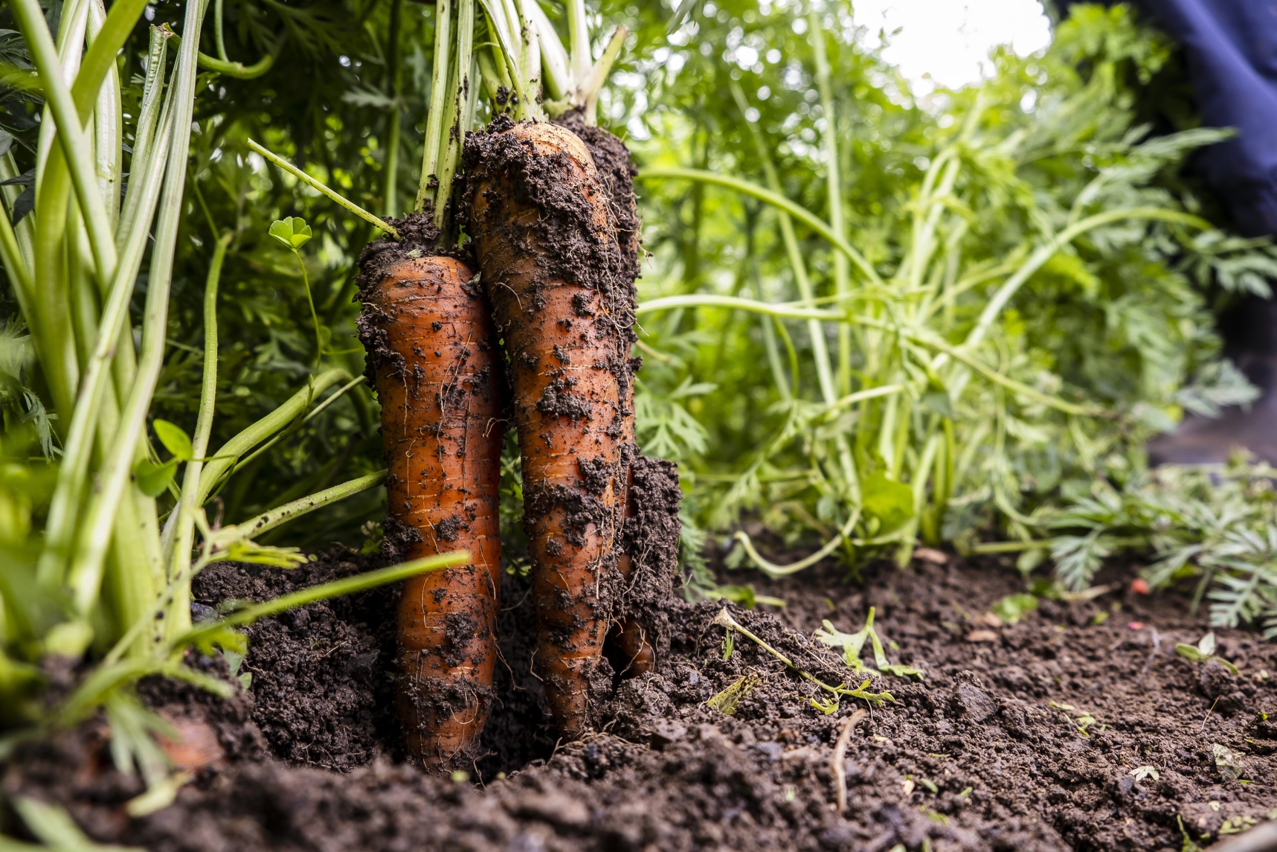 Fresh carrots being pulled from the Airfield estate farm for harvest