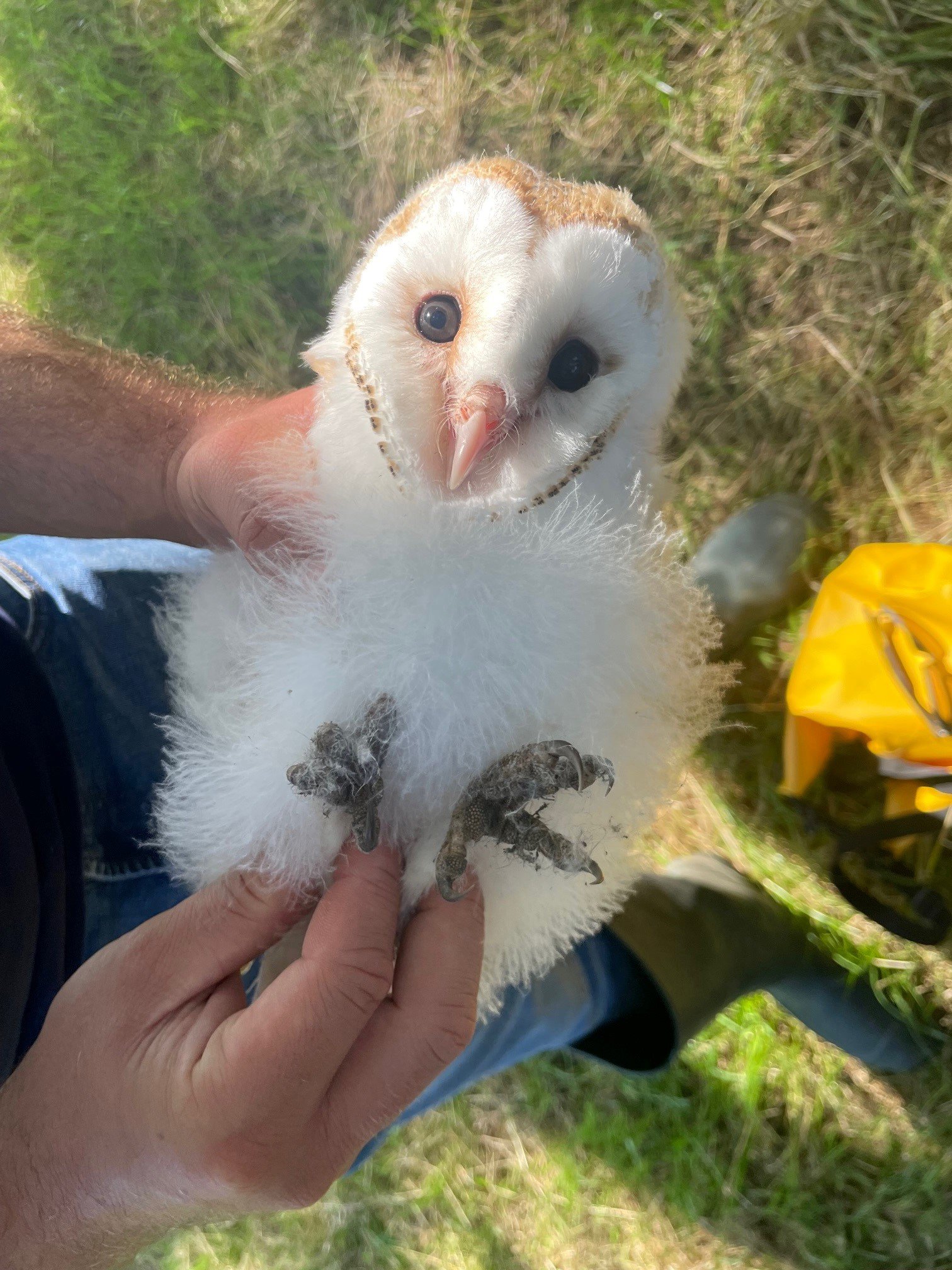 A close-up of one of last year’s barn owl chicks being carefully ringed (under license) at the Kelly family’s farm in Ballyalton, Co. Down.