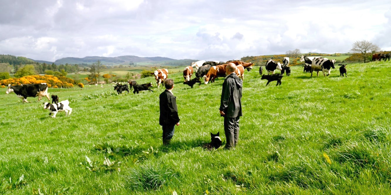 Wilma and David Finlay with their dairy cows and calves. Source: 'A Dairy Story'.