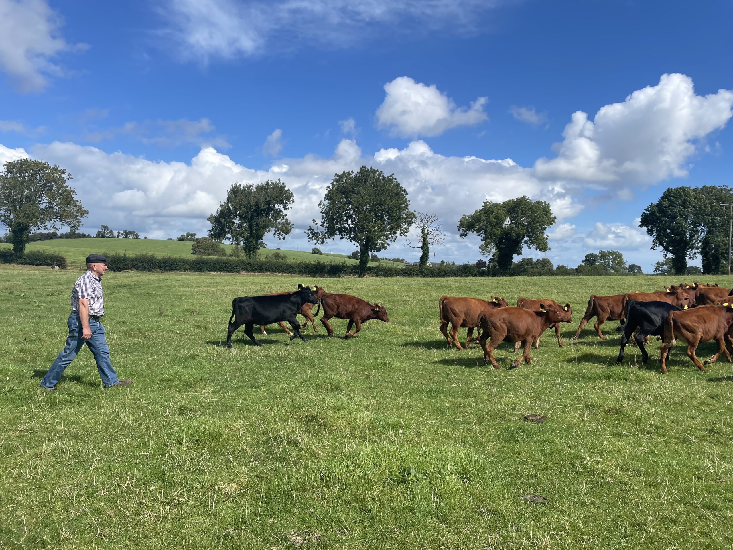 David Callan with calves on his farm