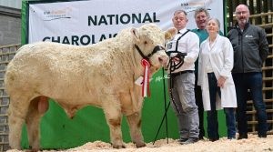 Drumcullen Victorious – Reserve Senior Male Calf Champion