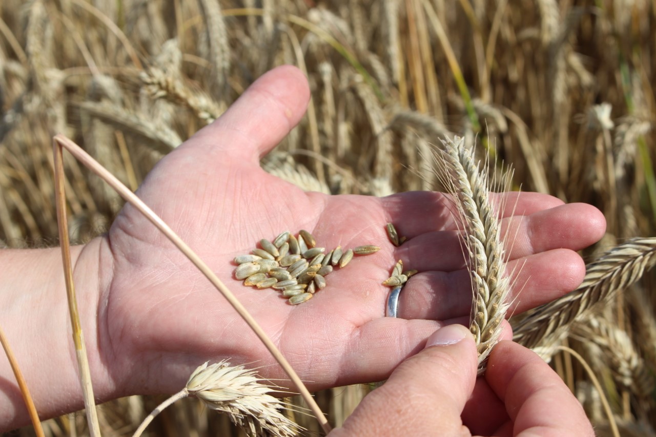 Hybrid rye