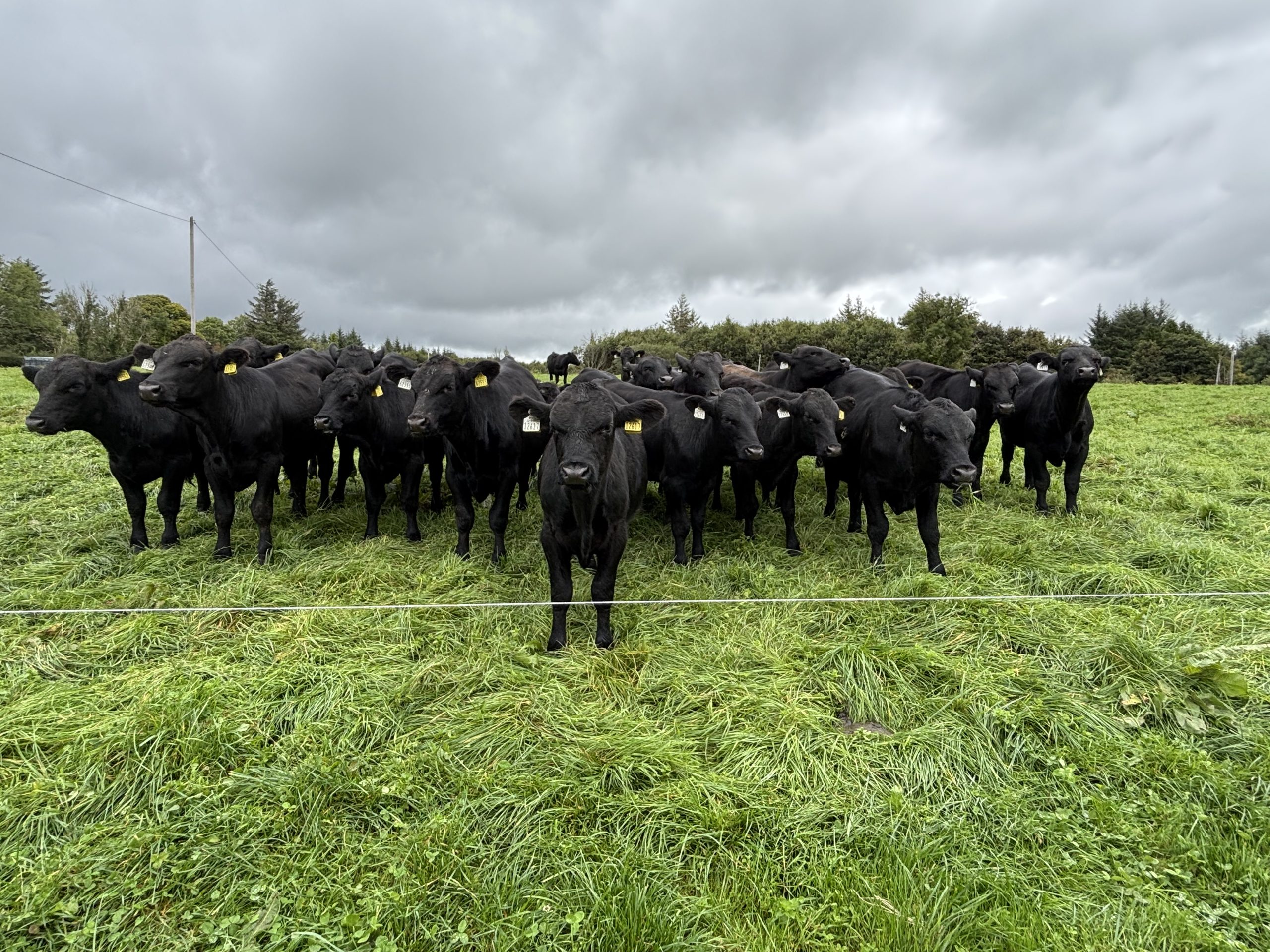 Angus-sired dairy-beef calves on the farm