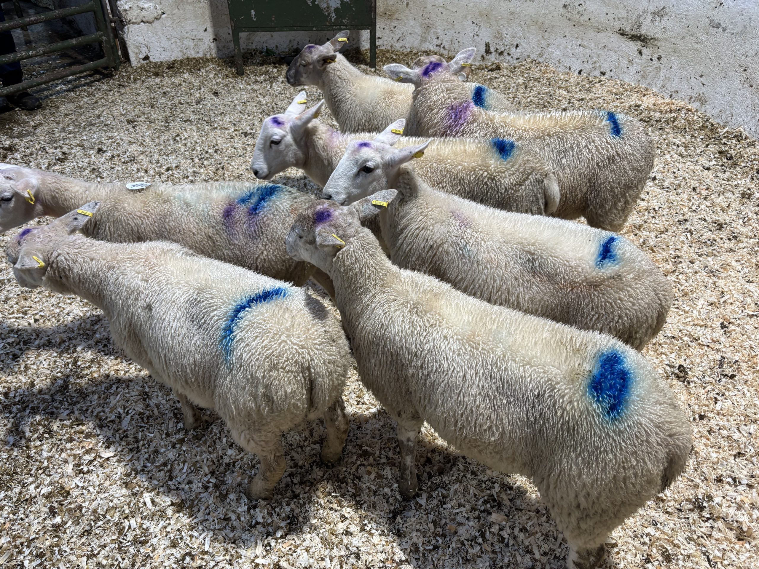 These seven ram lambs weighing 29kg sold for €122/head