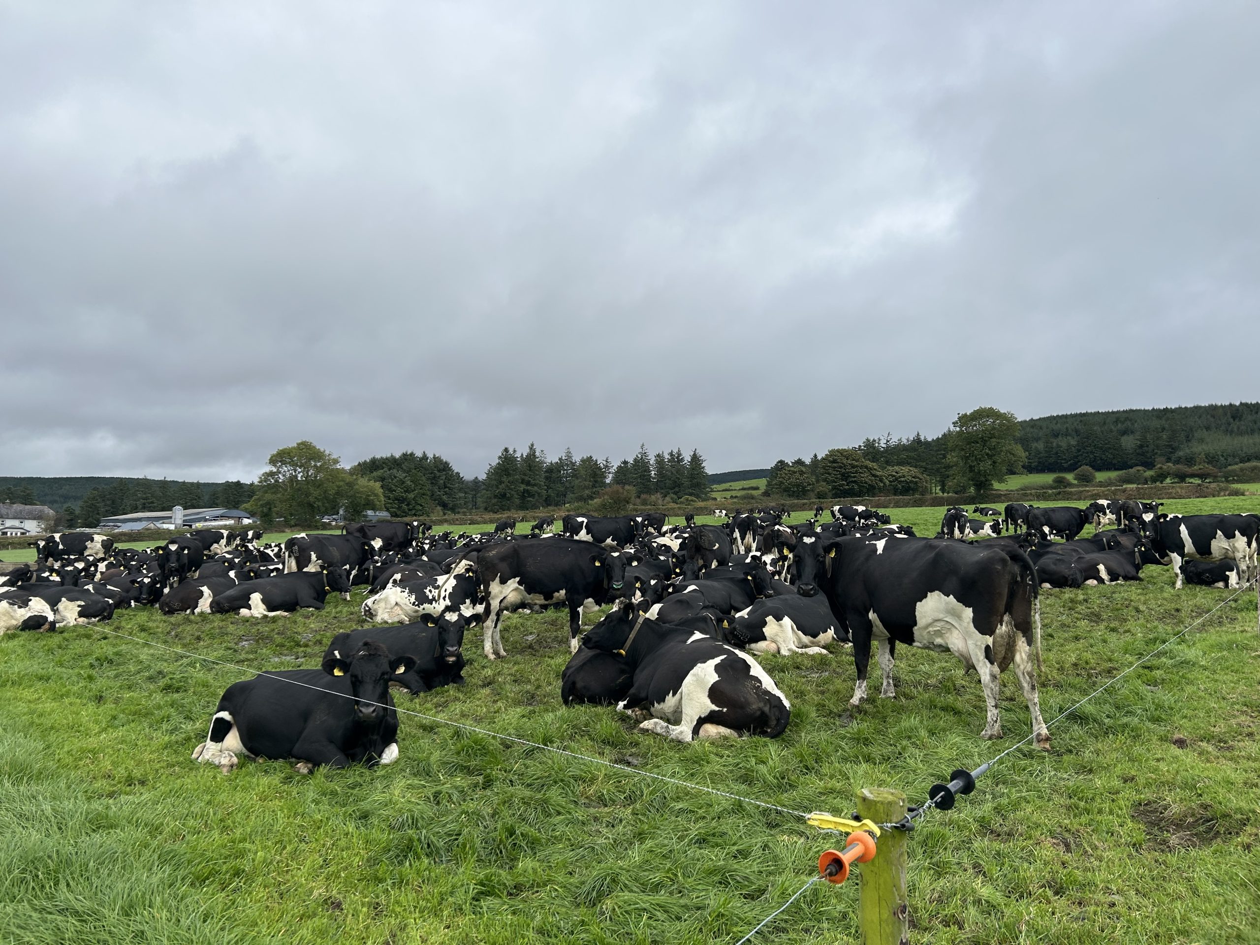 John thrives for a strong and capacious cow