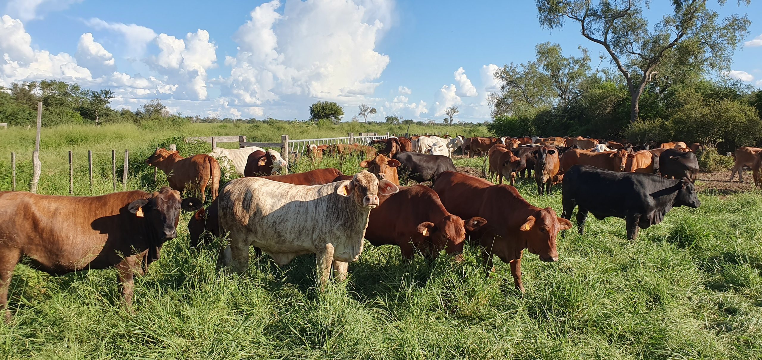 At La Huella, the cattle are primarily grazed all-year-round, mostly on forage grass called Gatton Panic