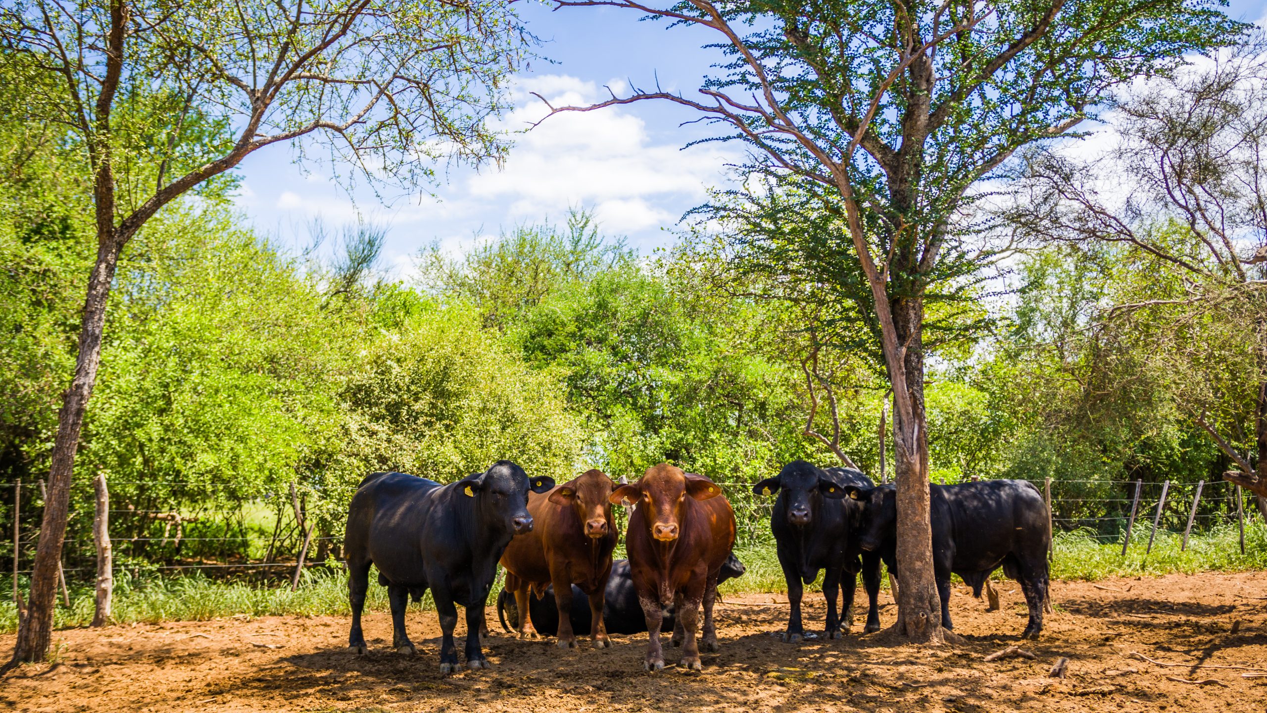 Some of the best bulls are kept for breeding on La Huella and surplus ones are sold at auction