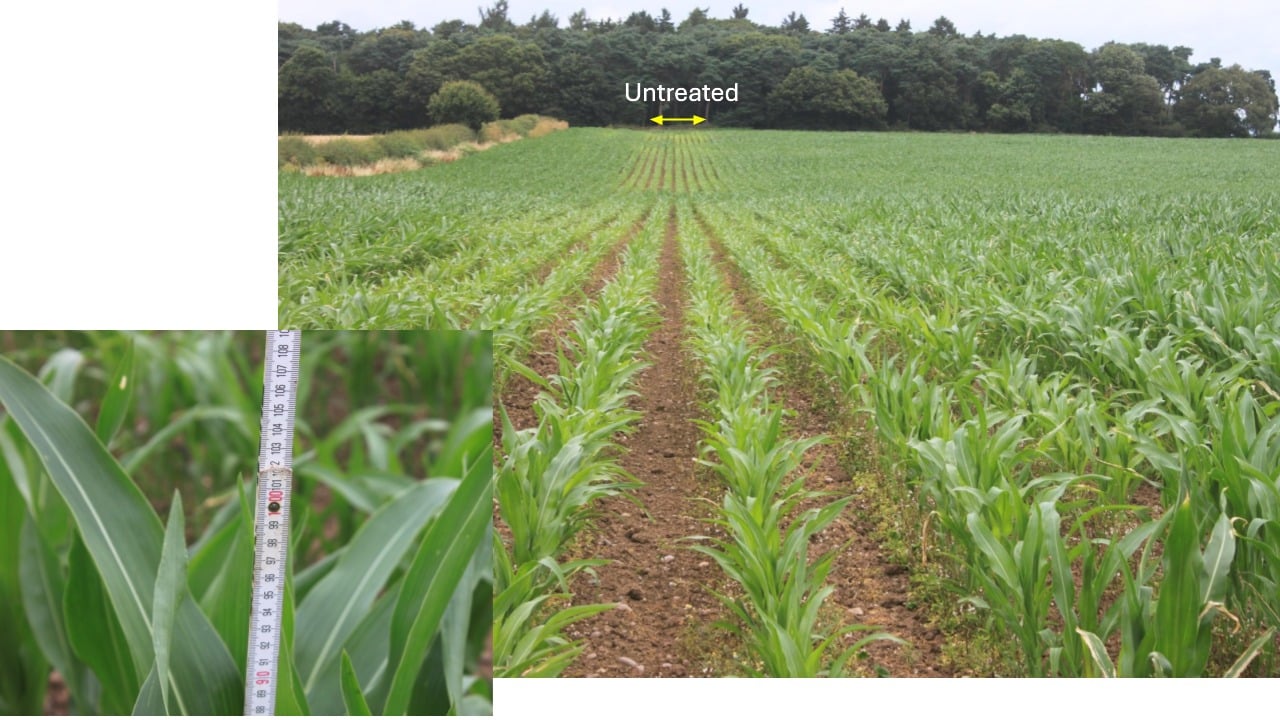 Apart from the untreated rows, indicated by the yellow arrow, everything else has been treated with Nova Q's foliar nutrition product, Nutrel B-Evergreen Plus and Levity Lono Plus. Source: Nova Q