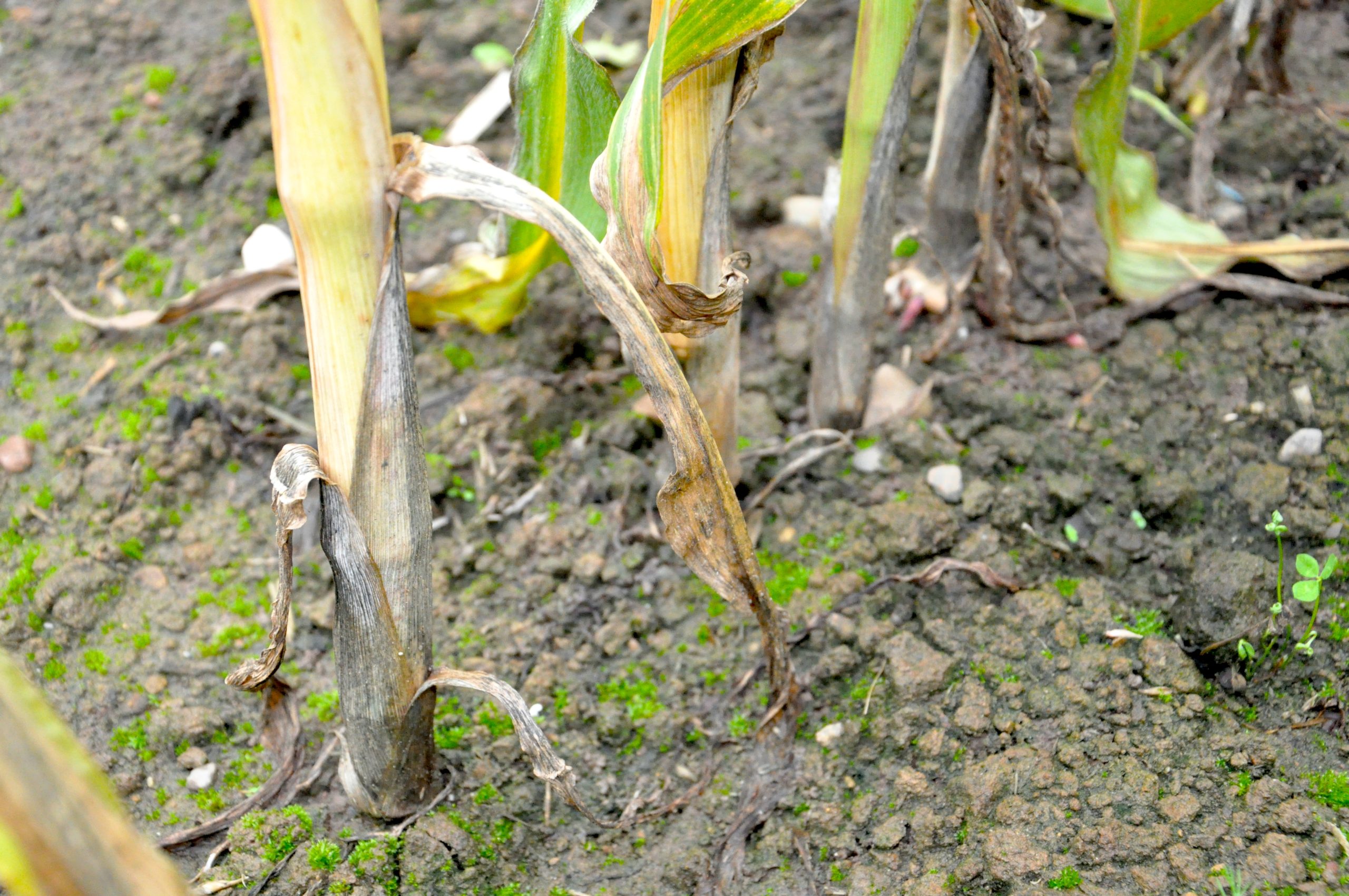 Although it might be tempting to harvest maize closer to the ground if wanting extra yield, the stem base is typically higher in microorganisms that can cause spoilage, Ken Stroud warns. Source: Volac
