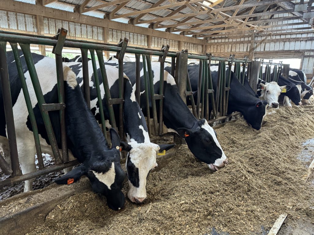 Cows are fed a TMR formulated from home-grown ingredients and spent grain from a local brewery