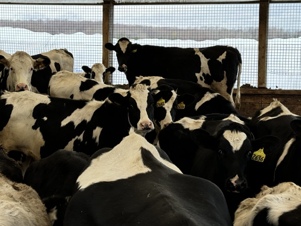 The farm has 130 Holstein cows milked three times per day