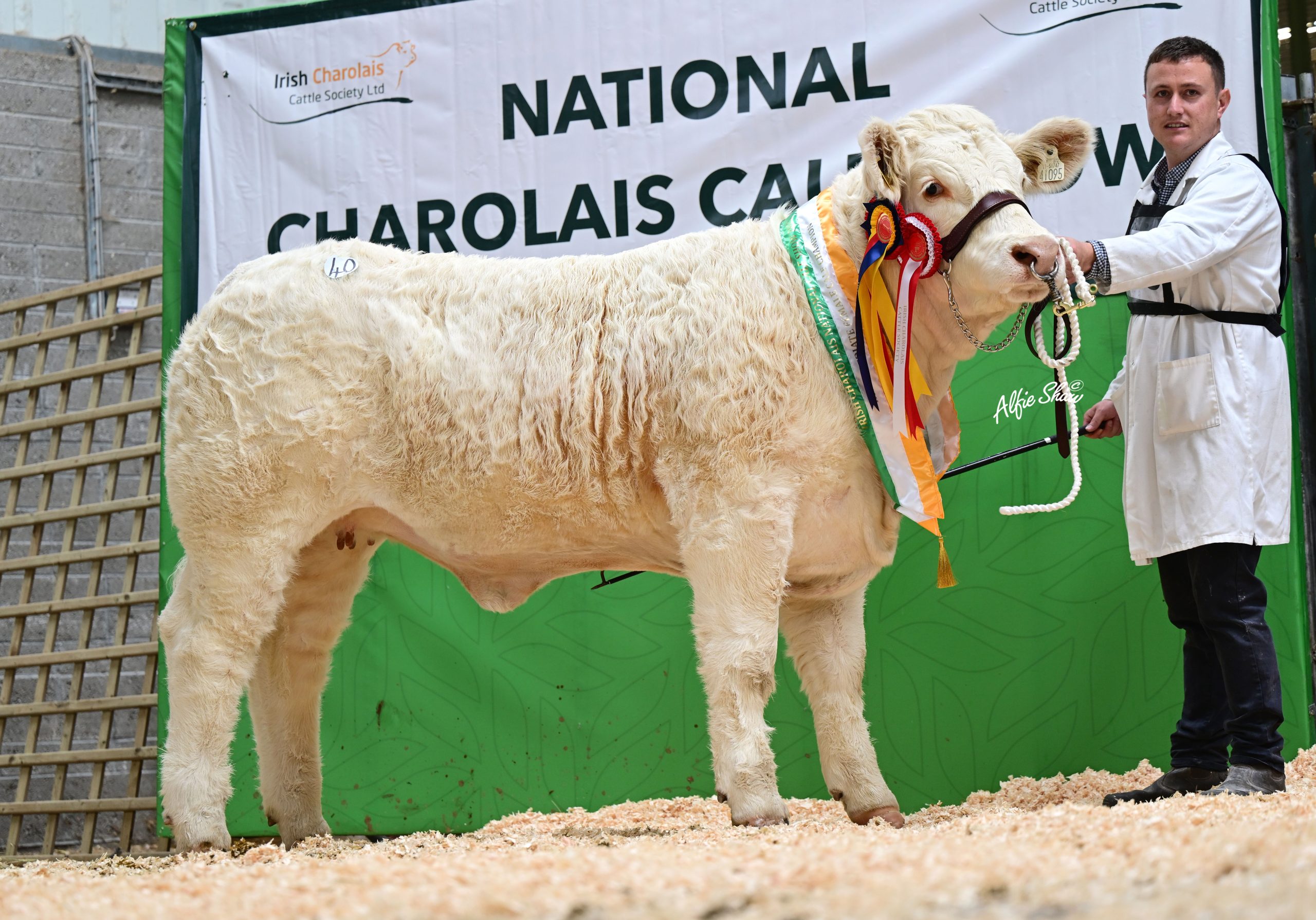 Rovanagh Violet Pearl - Intermediate Female Calf Champion