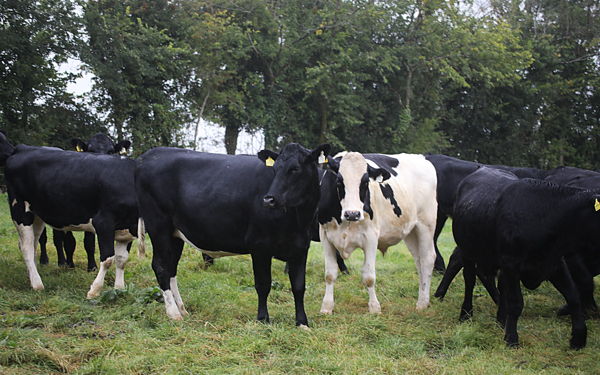 Pádraig Smiths herd out on pasture on a damp day. Source: Volac Milk Replacers Ireland Ltd