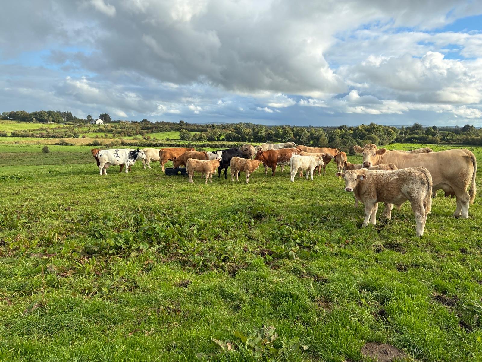 The suckler herd
