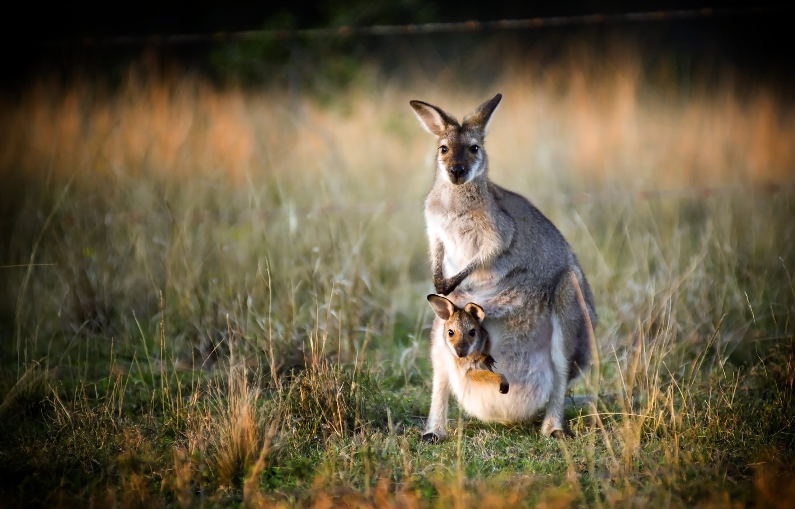 Australian kangaroo with a joey in its pouch at sunset