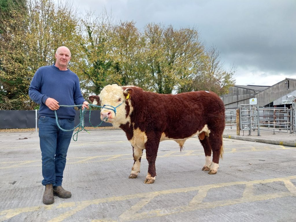 Riverrock Hunter HH owned by Tony Hartnett from Co. Cork sold for €5,200