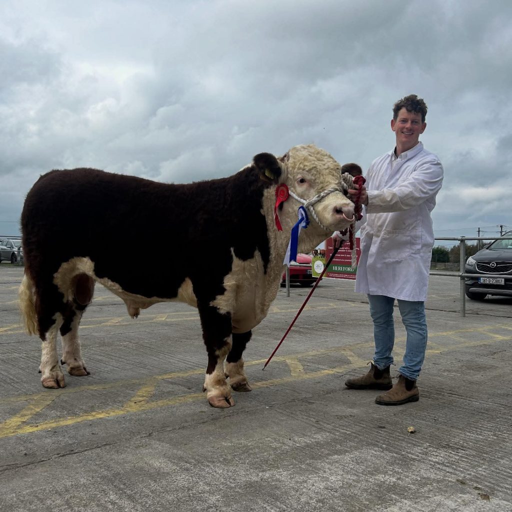 Droumdaniel Thunder HH owned by Eugene Lynch from Co. Cork sold for €5,000