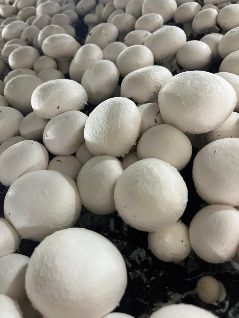 Source: Tiernaneill Mushrooms