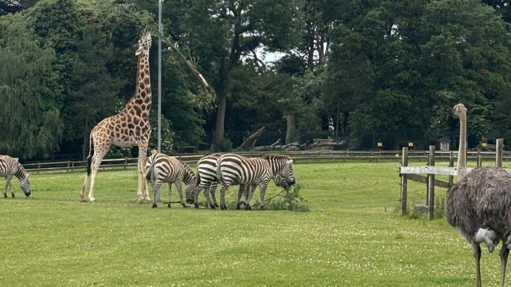 Fota Wildlife Park